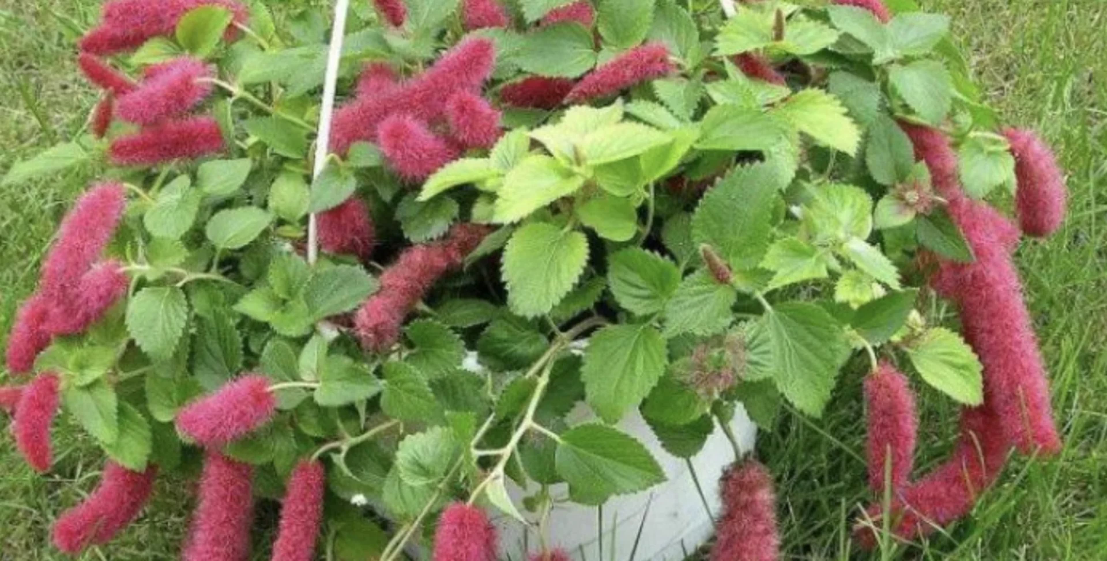 Акаліфа: догляд, розмноження та популярні види