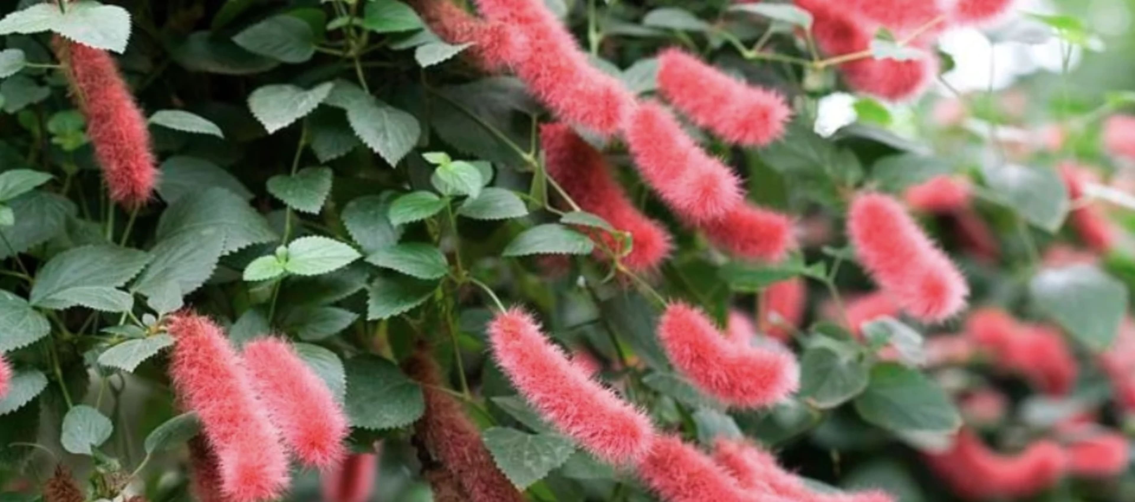 Акаліфа: догляд, розмноження та популярні види