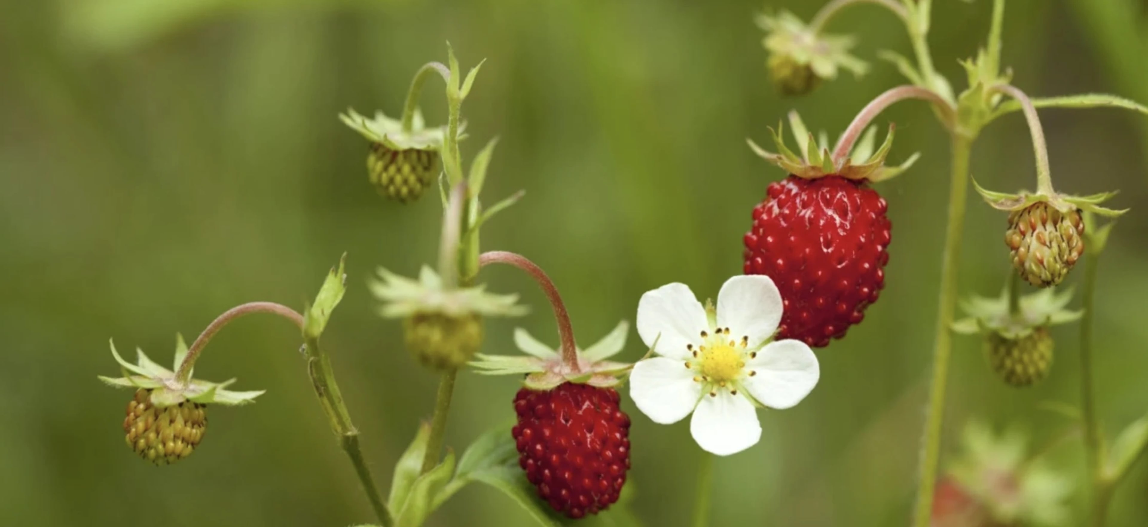 Як правильно посіяти суницю і доглядати за розсадою