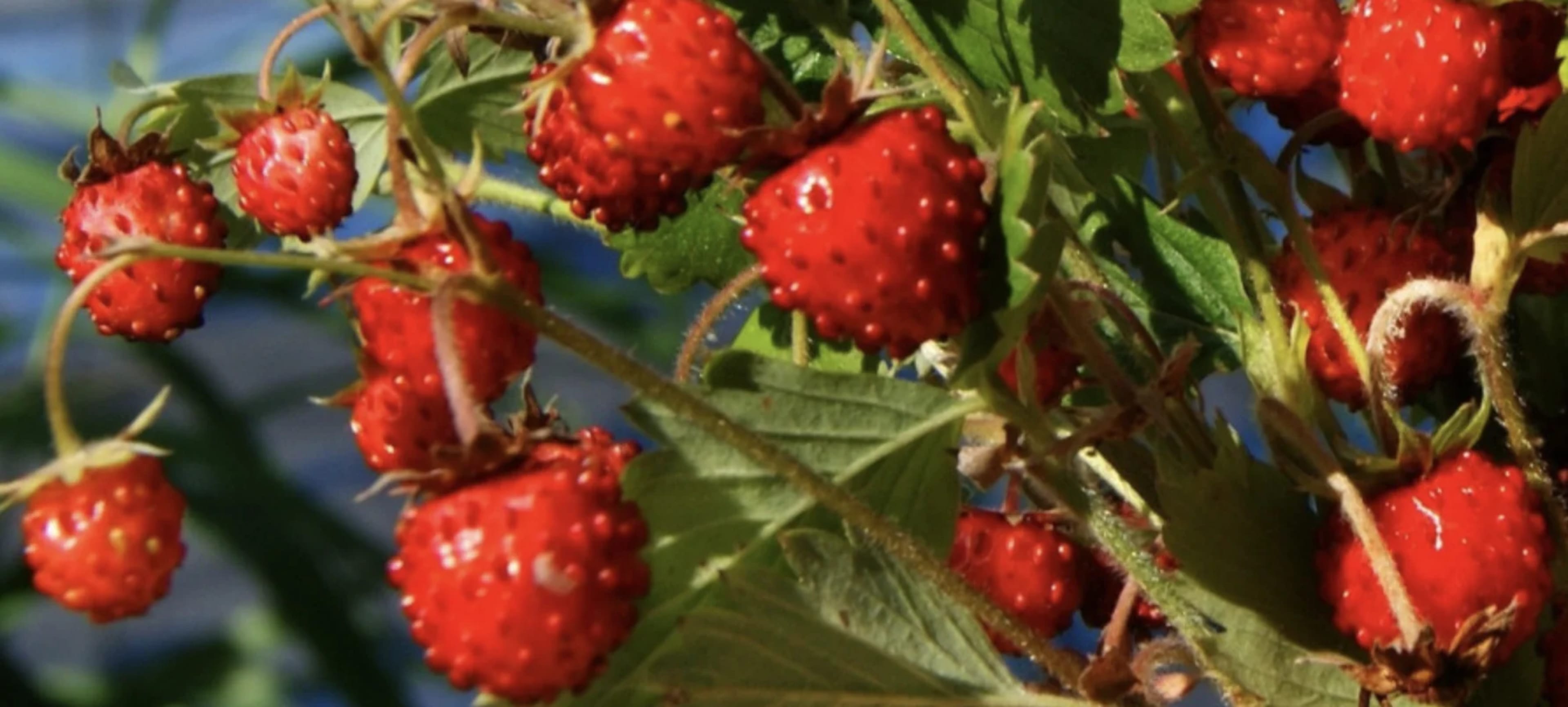 Як правильно посіяти суницю і доглядати за розсадою