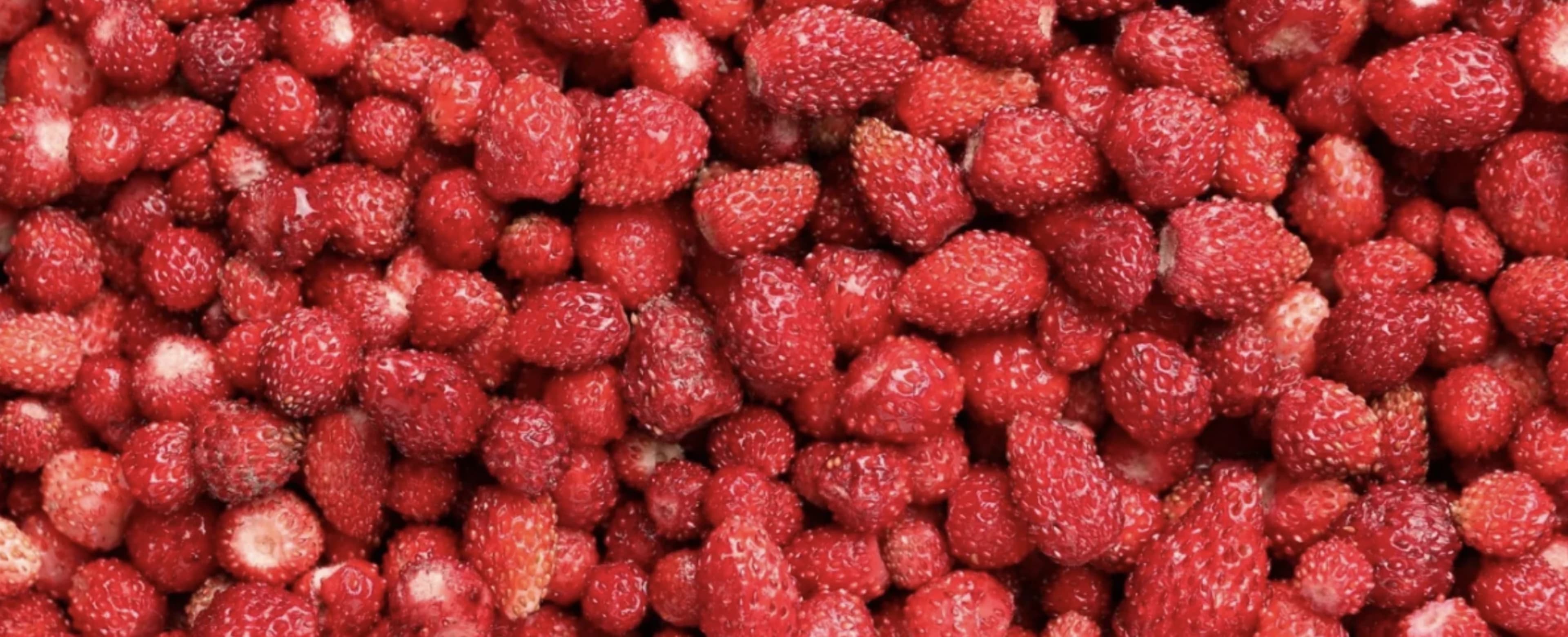 Як правильно посіяти суницю і доглядати за розсадою