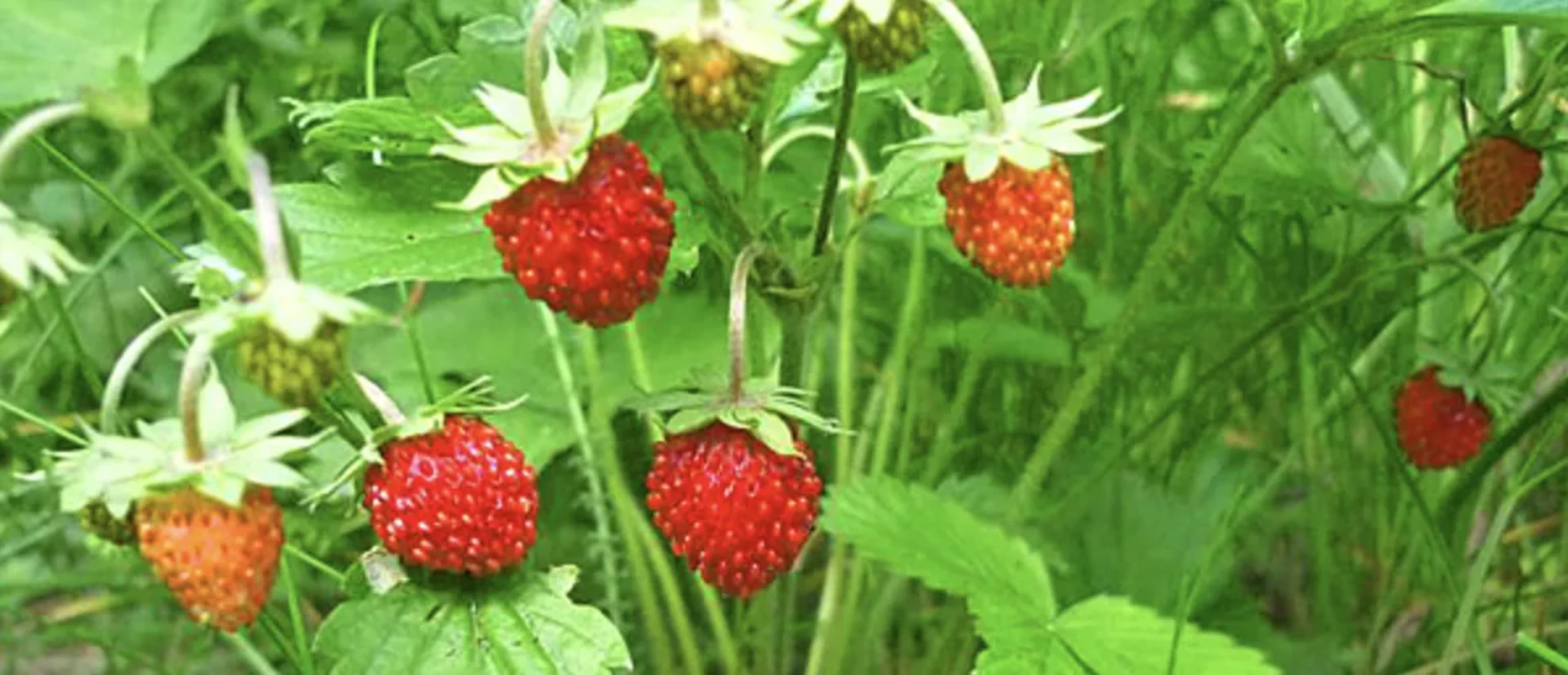 Як правильно посіяти суницю і доглядати за розсадою 3