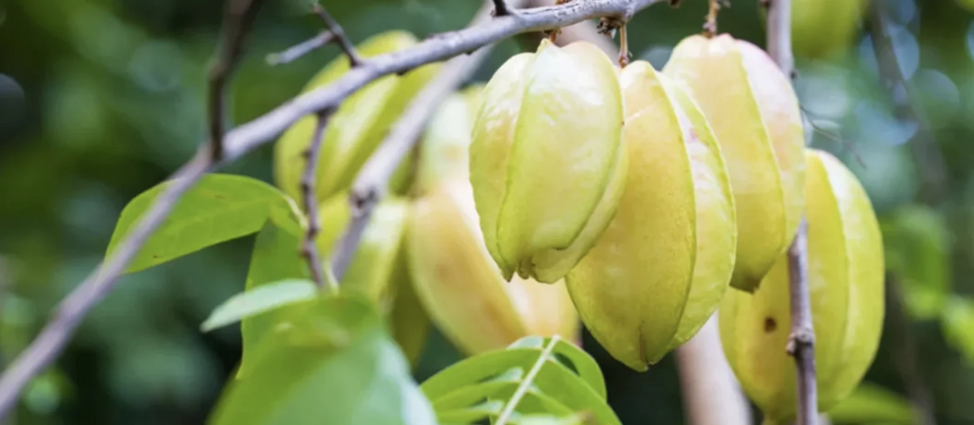 Карамбола: смак зірок