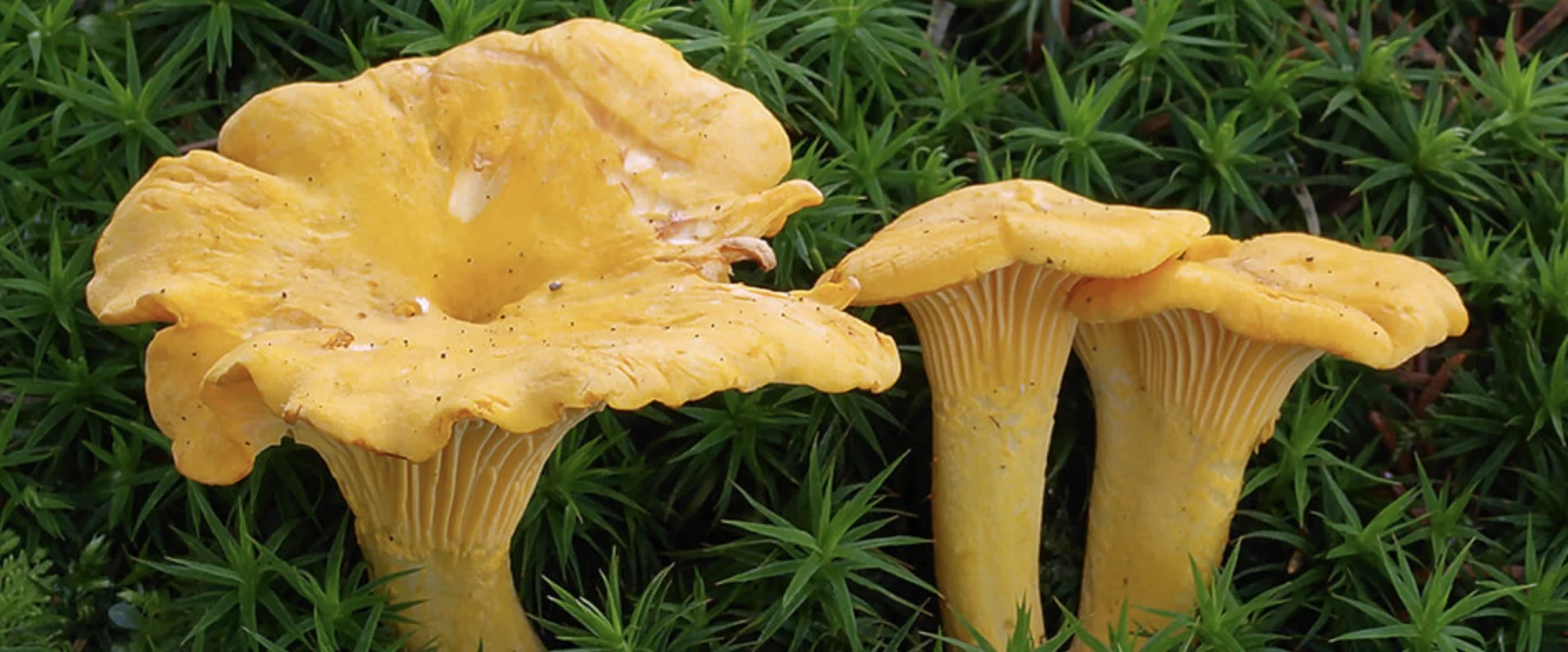 Популярні їстівні гриби: опис, двійники та поради збирача