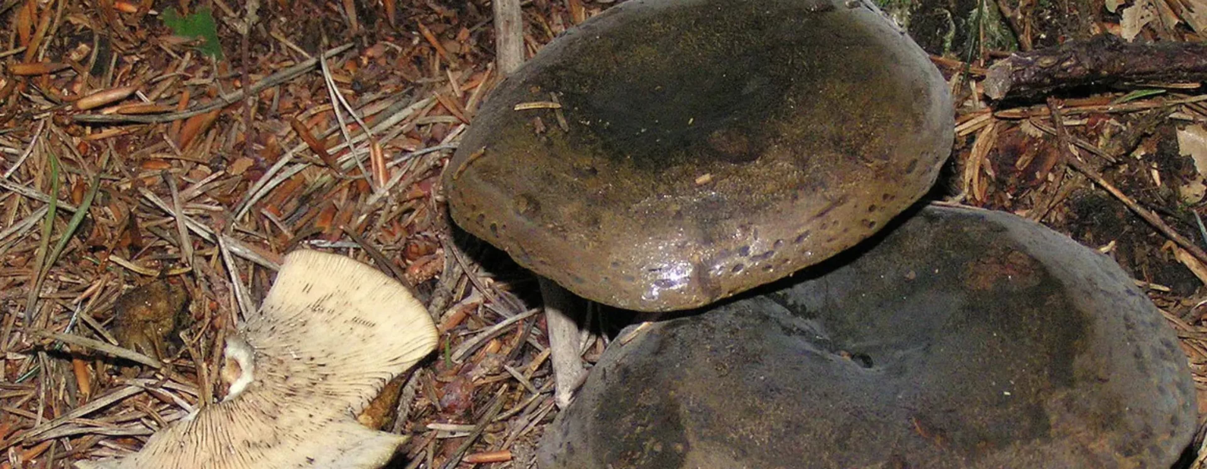 Популярні їстівні гриби: опис, двійники та поради збирача 3