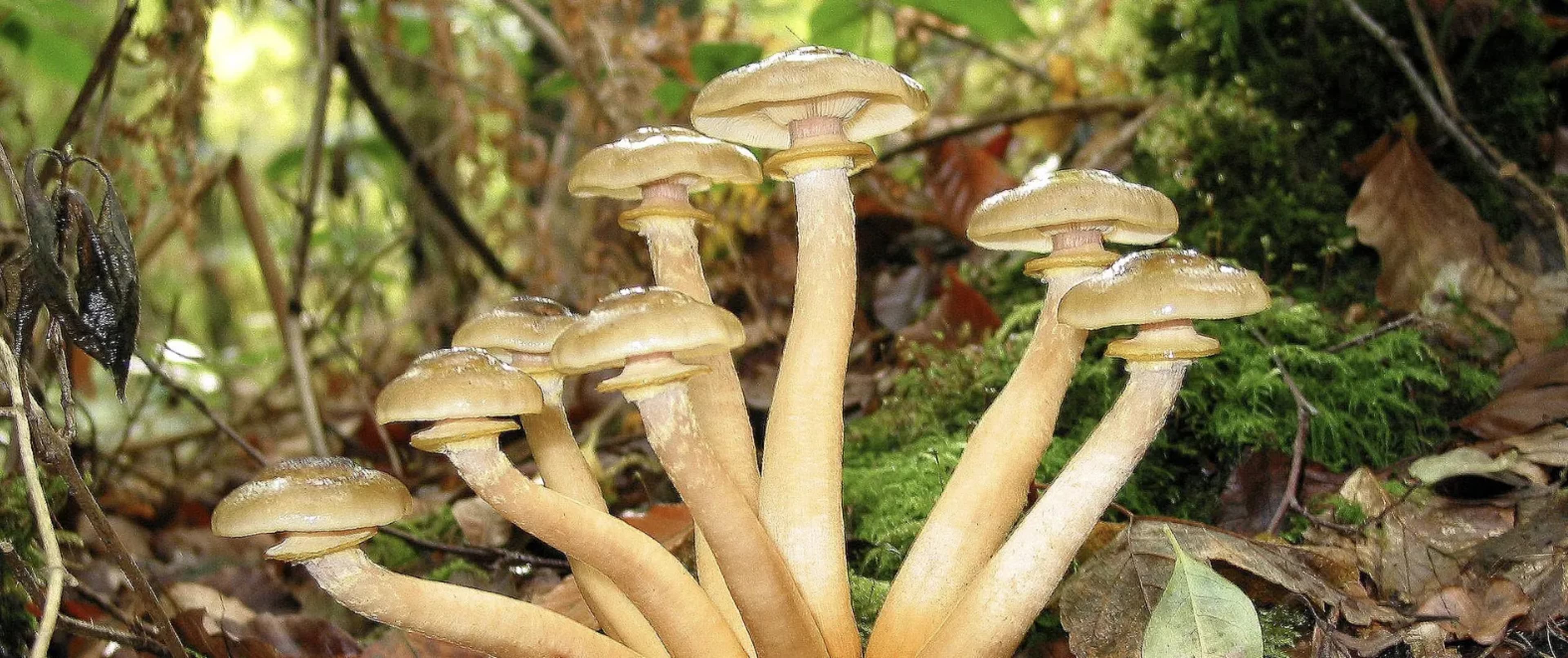 Популярні їстівні гриби: опис, двійники та поради збирача