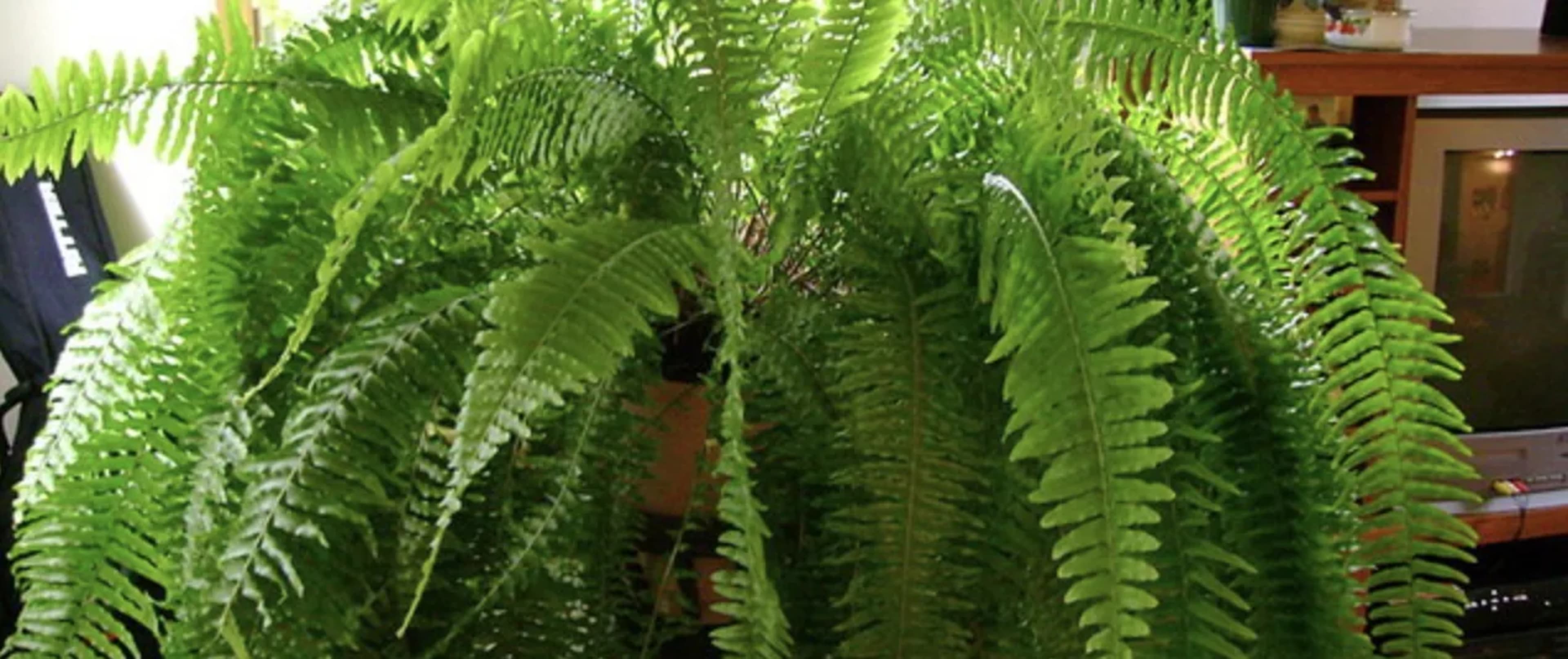 Нефролепіс: догляд, розмноження та види