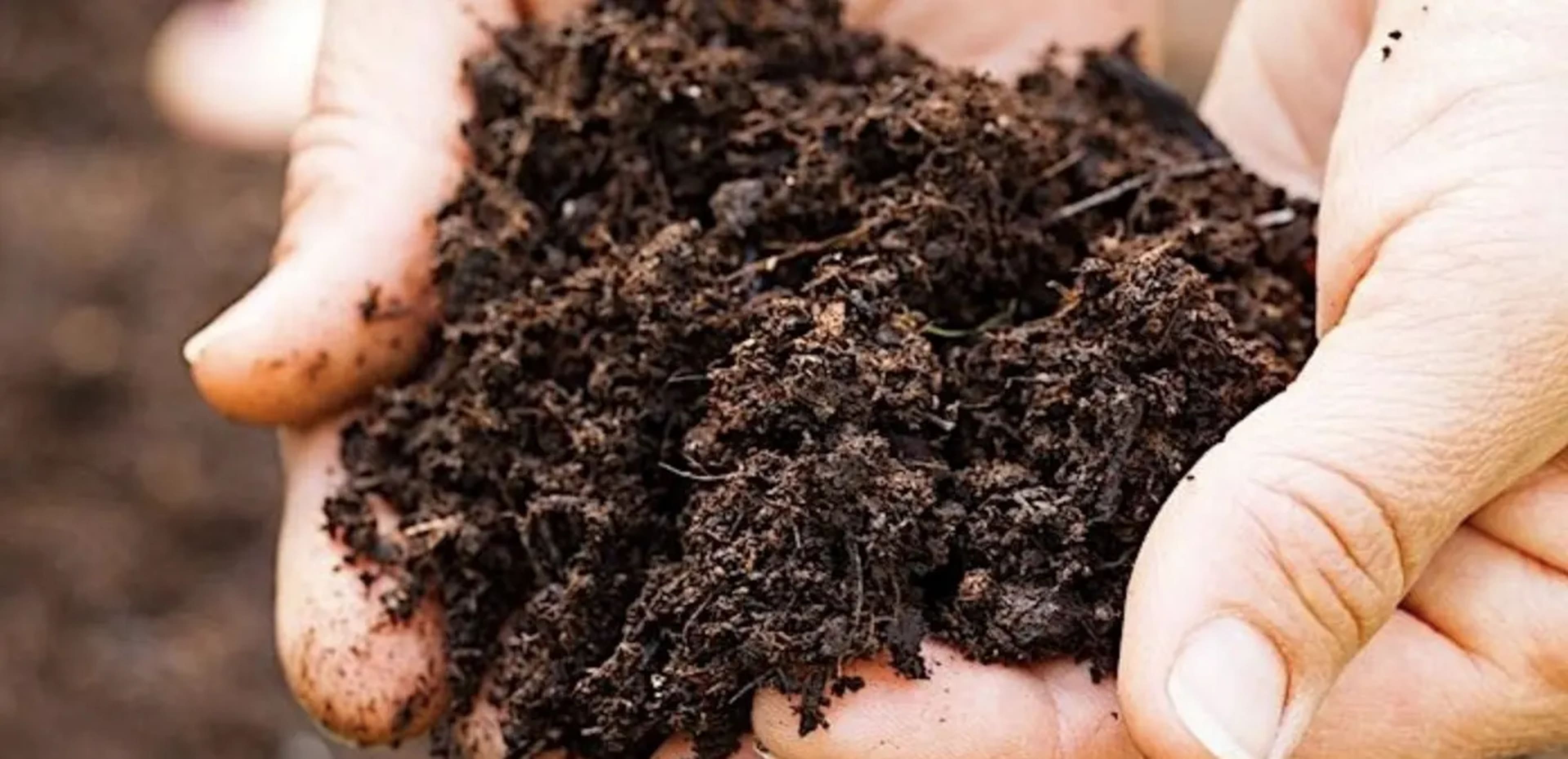 Як приготувати ґрунт для розсади: рецепти і поради