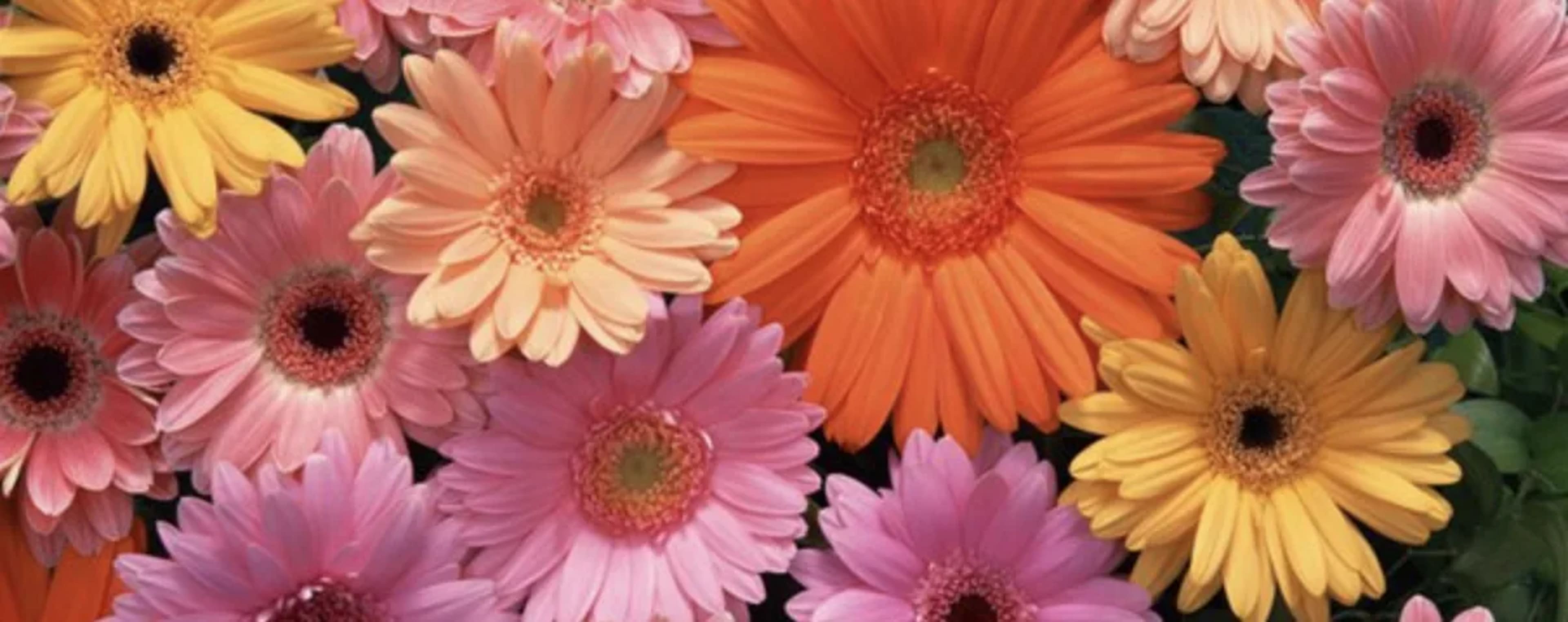 Гербера в кімнатних умовах: догляд, розмноження та вирощування