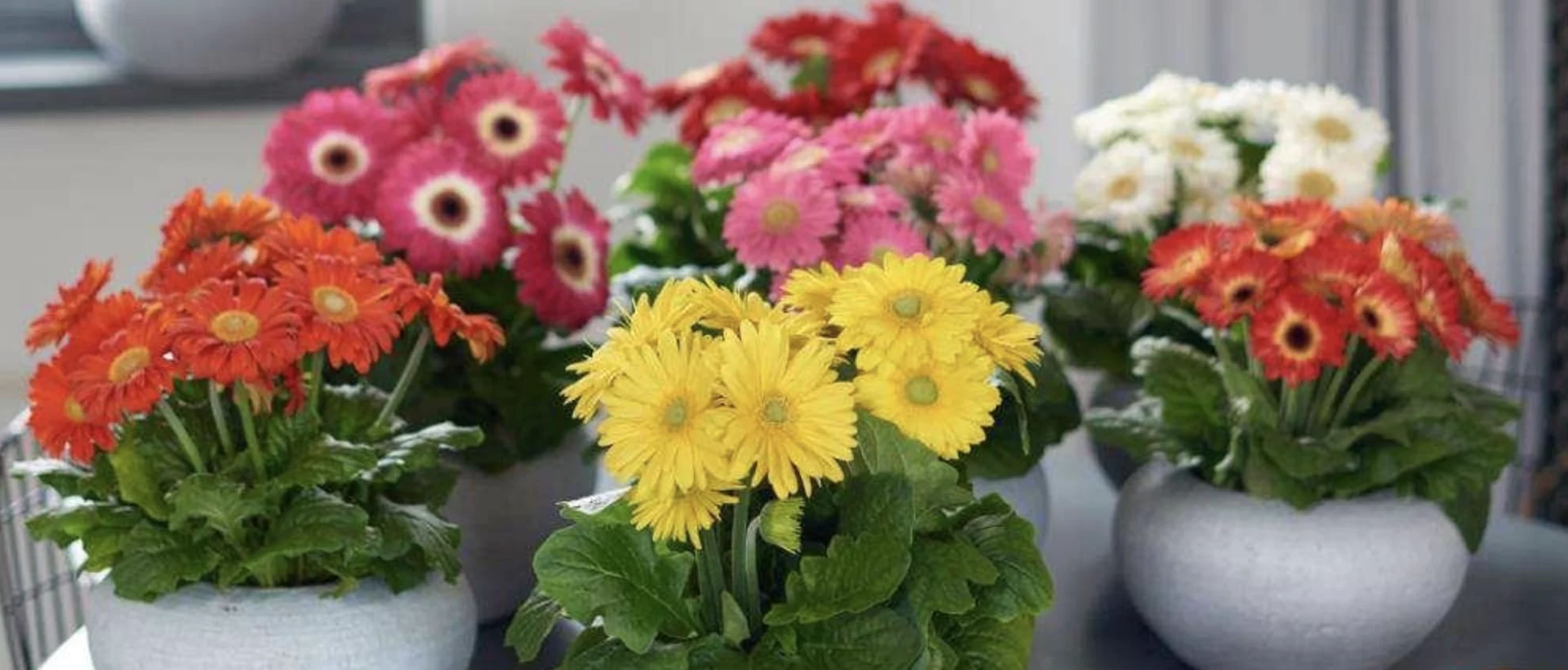 Гербера в кімнатних умовах: догляд, розмноження та вирощування