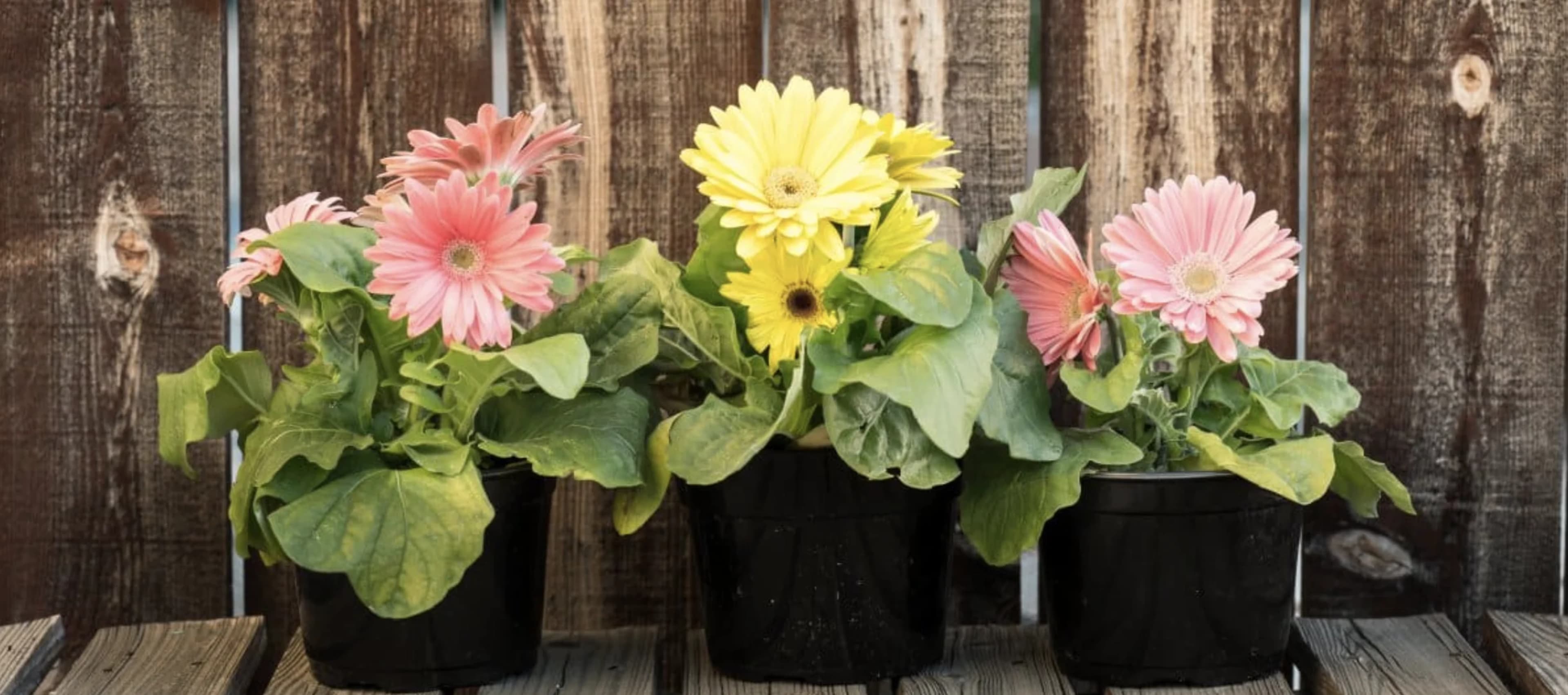 Гербера в кімнатних умовах: догляд, розмноження та вирощування