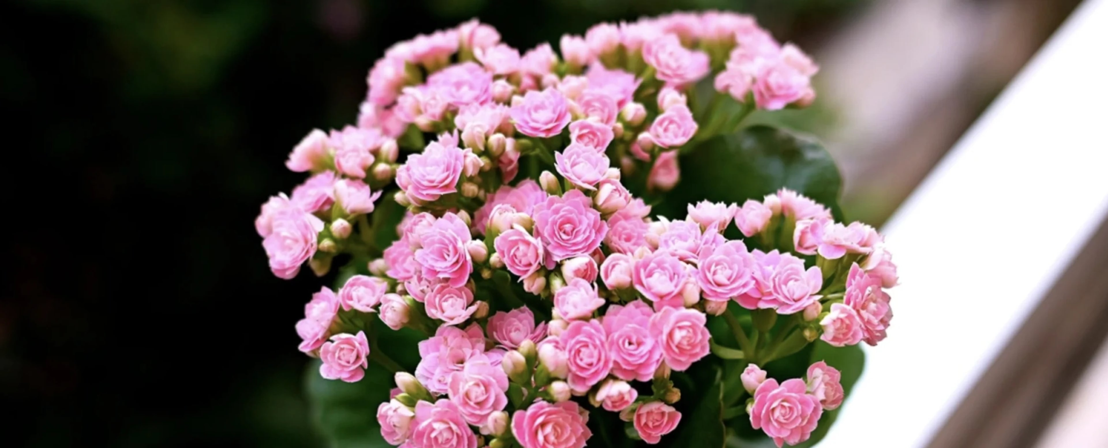 Каланхое: лікарські властивості та застосування в медицині і косметології