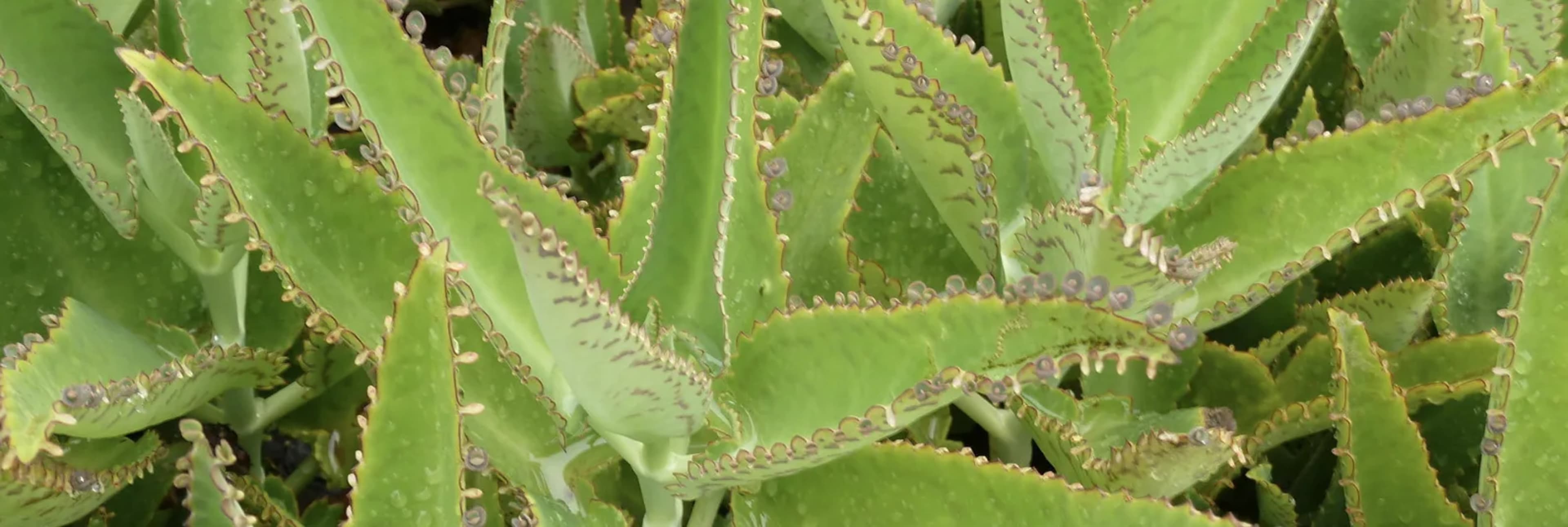 Каланхое: лікарські властивості та застосування в медицині і косметології