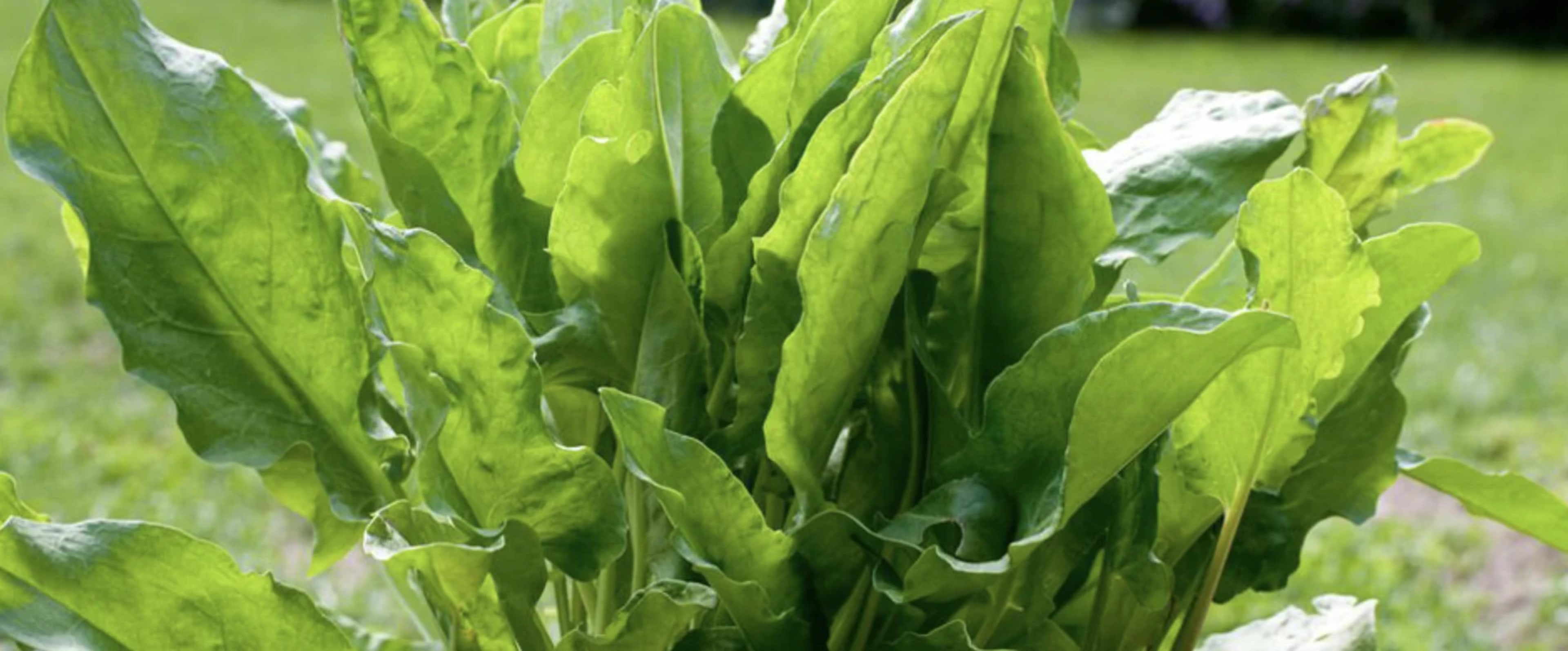 Щавель: вирощування, корисні властивості, кращі сорти