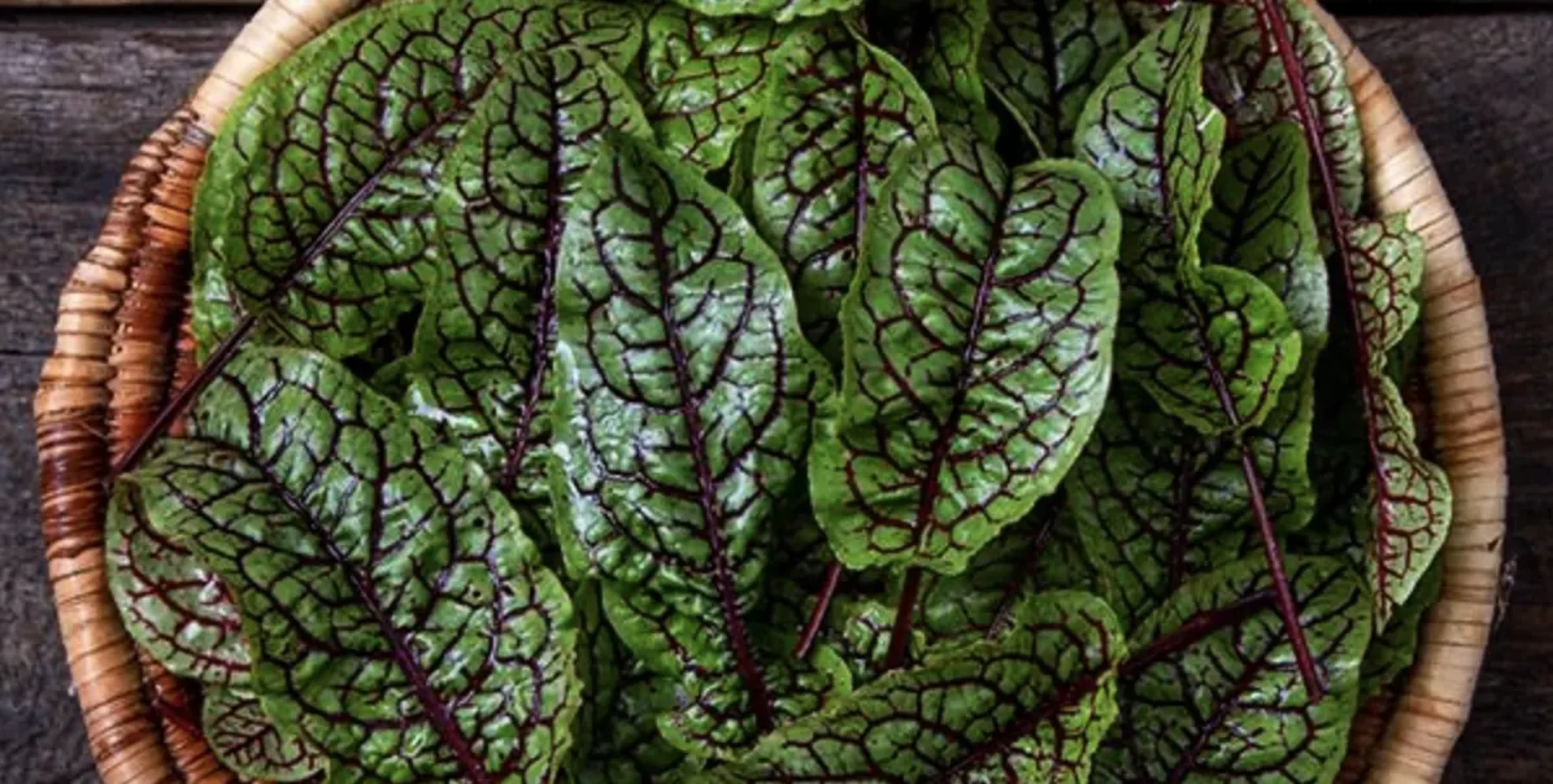 Щавель: вирощування, корисні властивості, кращі сорти