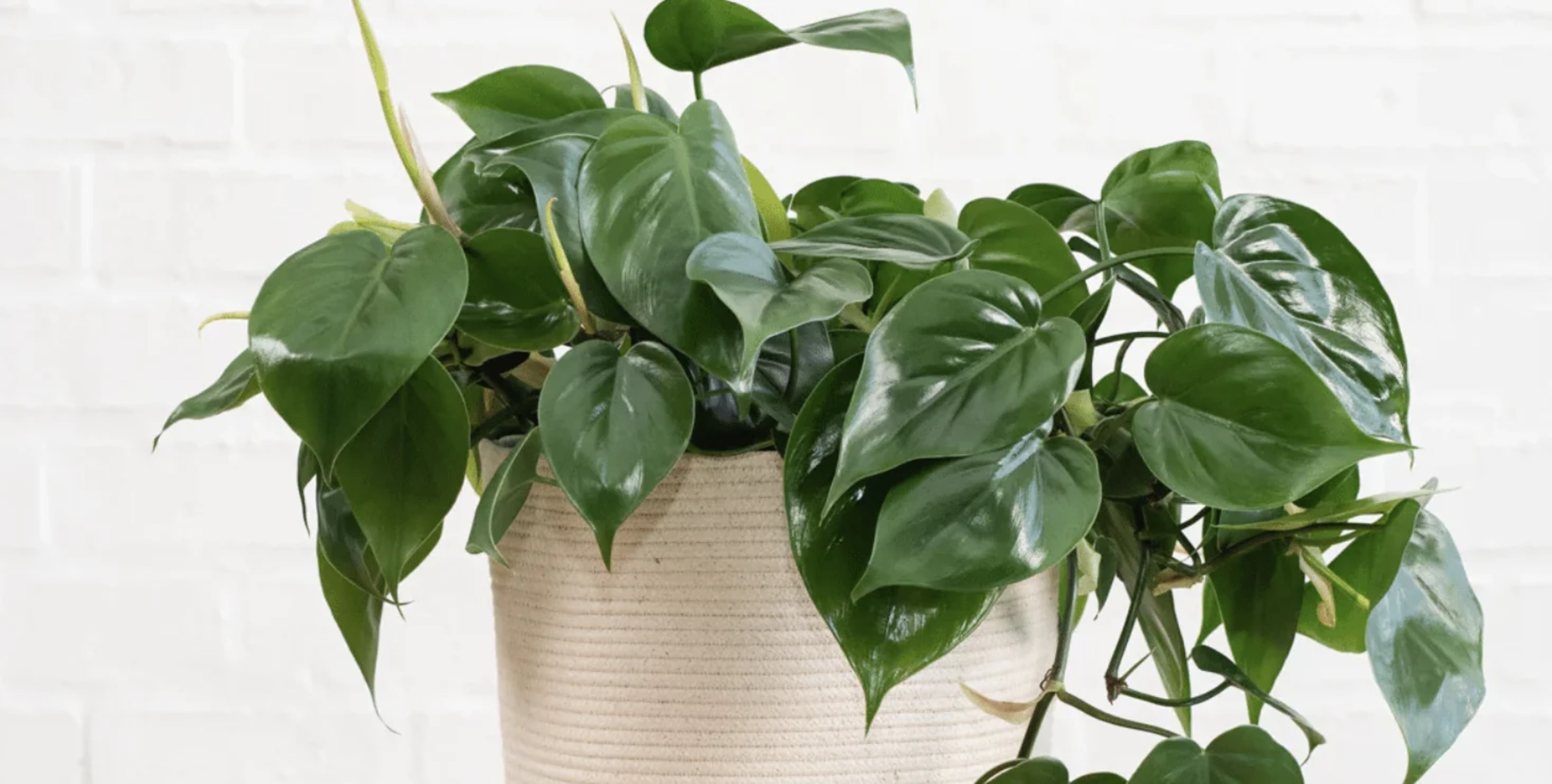 Філодендрон: догляд, підживлення, пересадка та популярні види