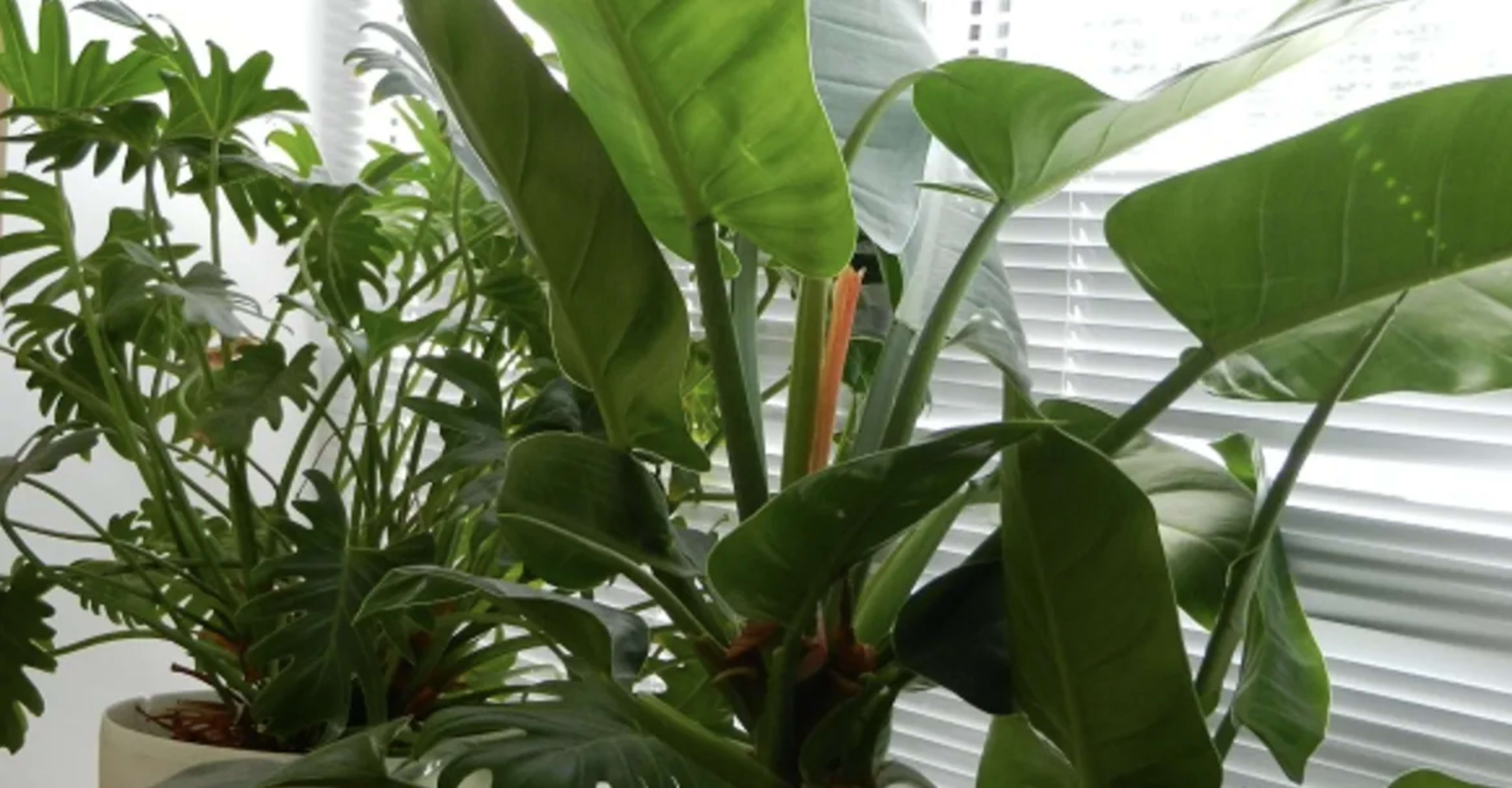 Філодендрон: догляд, підживлення, пересадка та популярні види 3