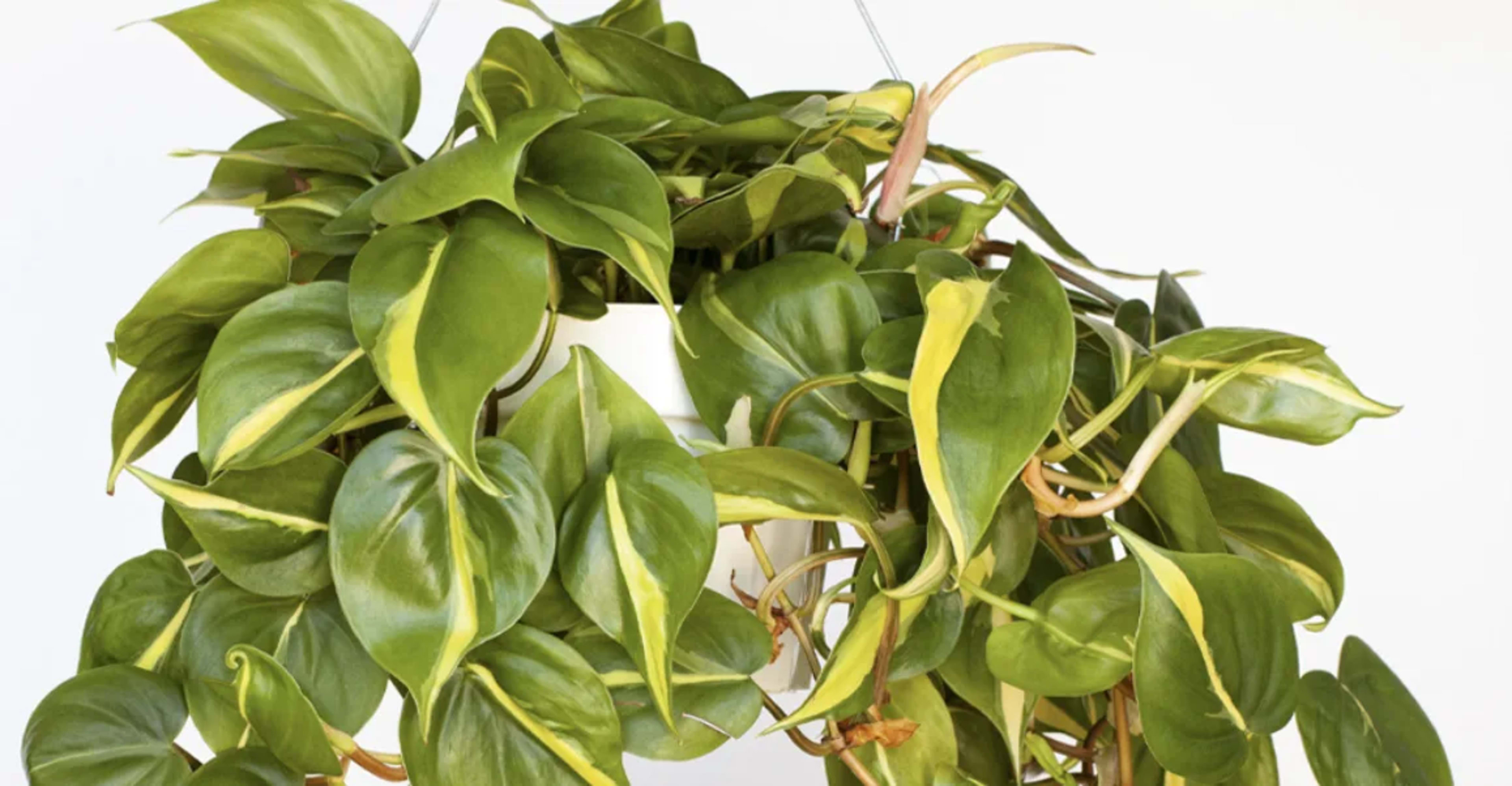 Філодендрон: догляд, підживлення, пересадка та популярні види