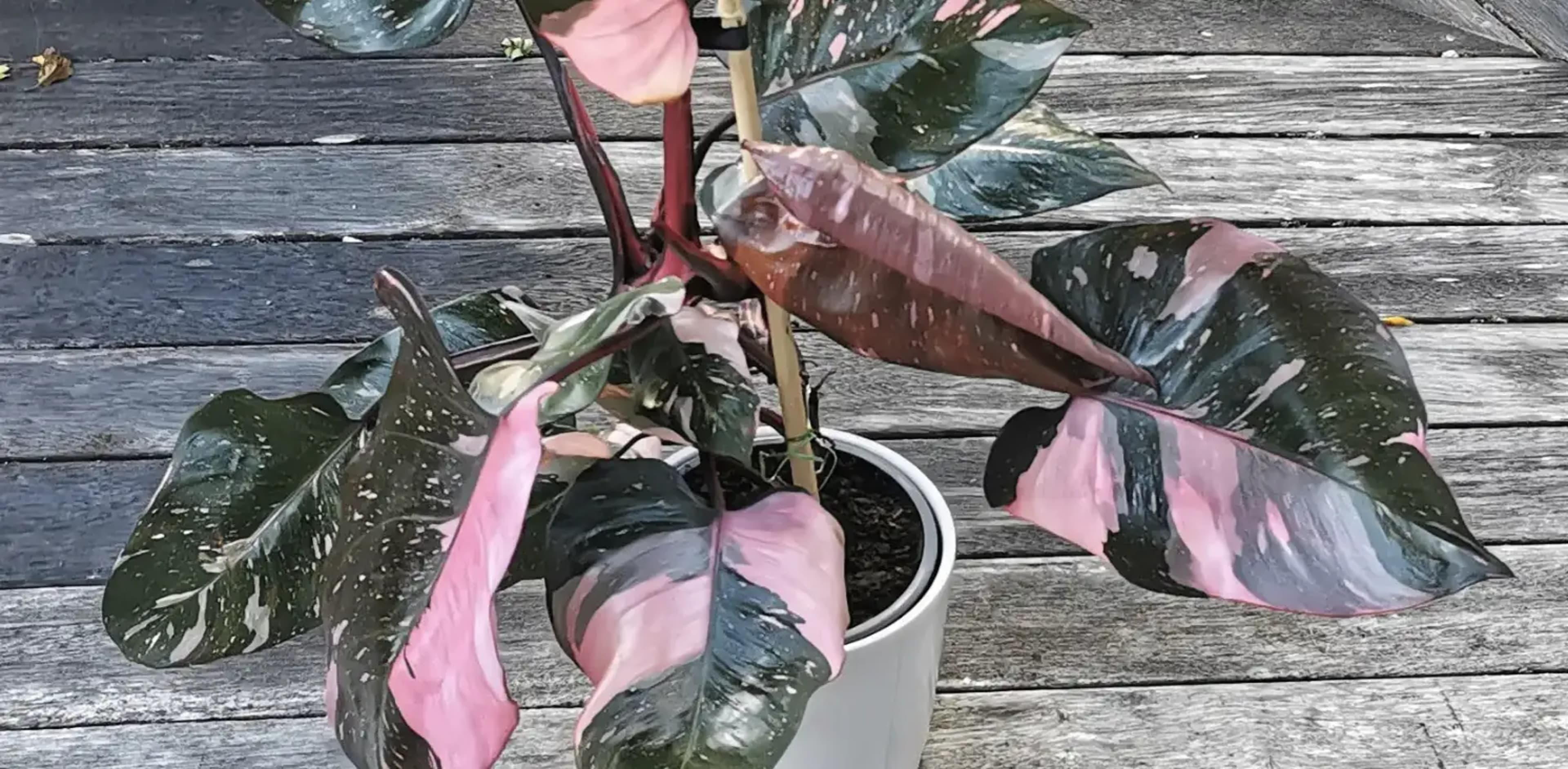 Філодендрон: догляд, підживлення, пересадка та популярні види