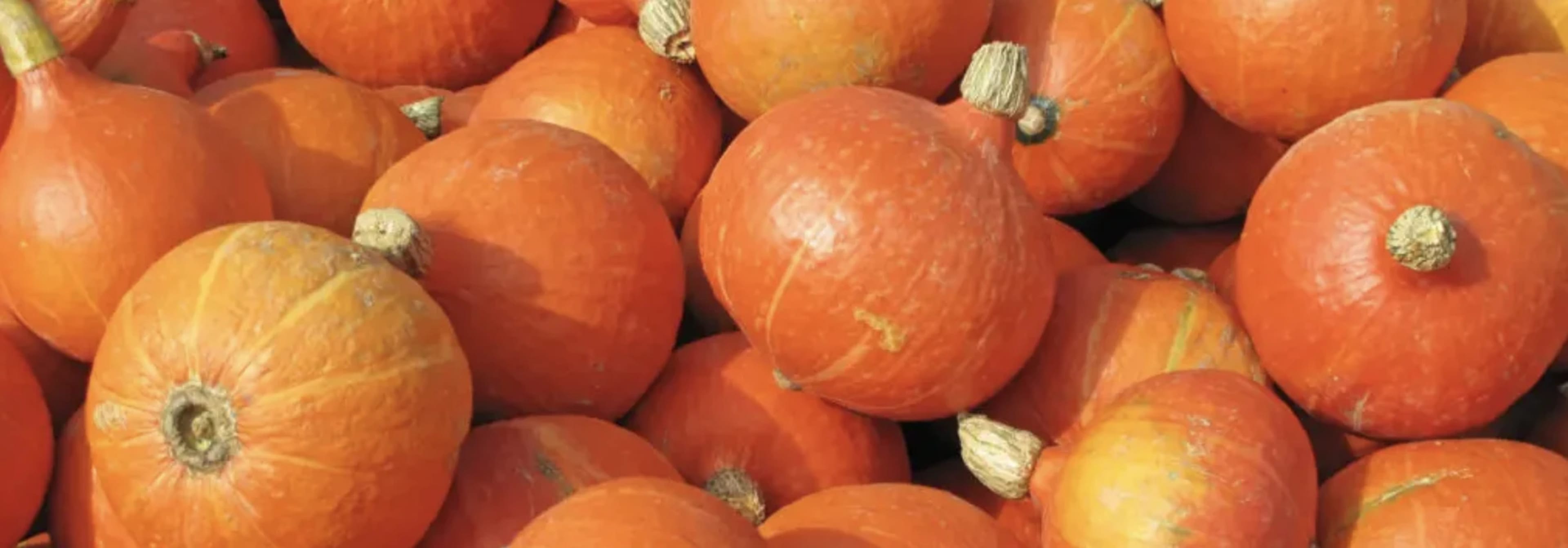 Потімарон (гарбузокаштан): що це таке, сорти, вирощування та корисні властивості