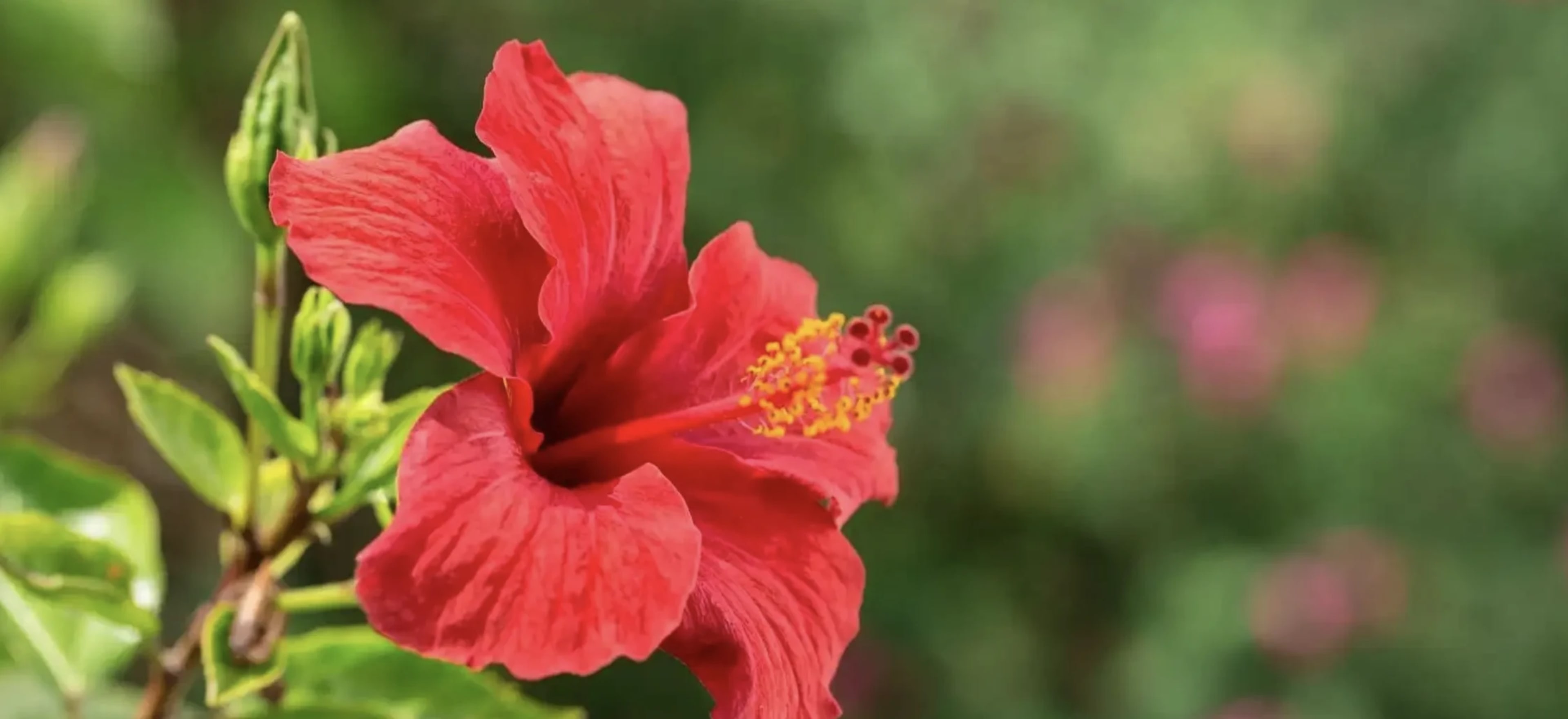 Гібіскус: догляд, вирощування, розмноження, популярні види 3