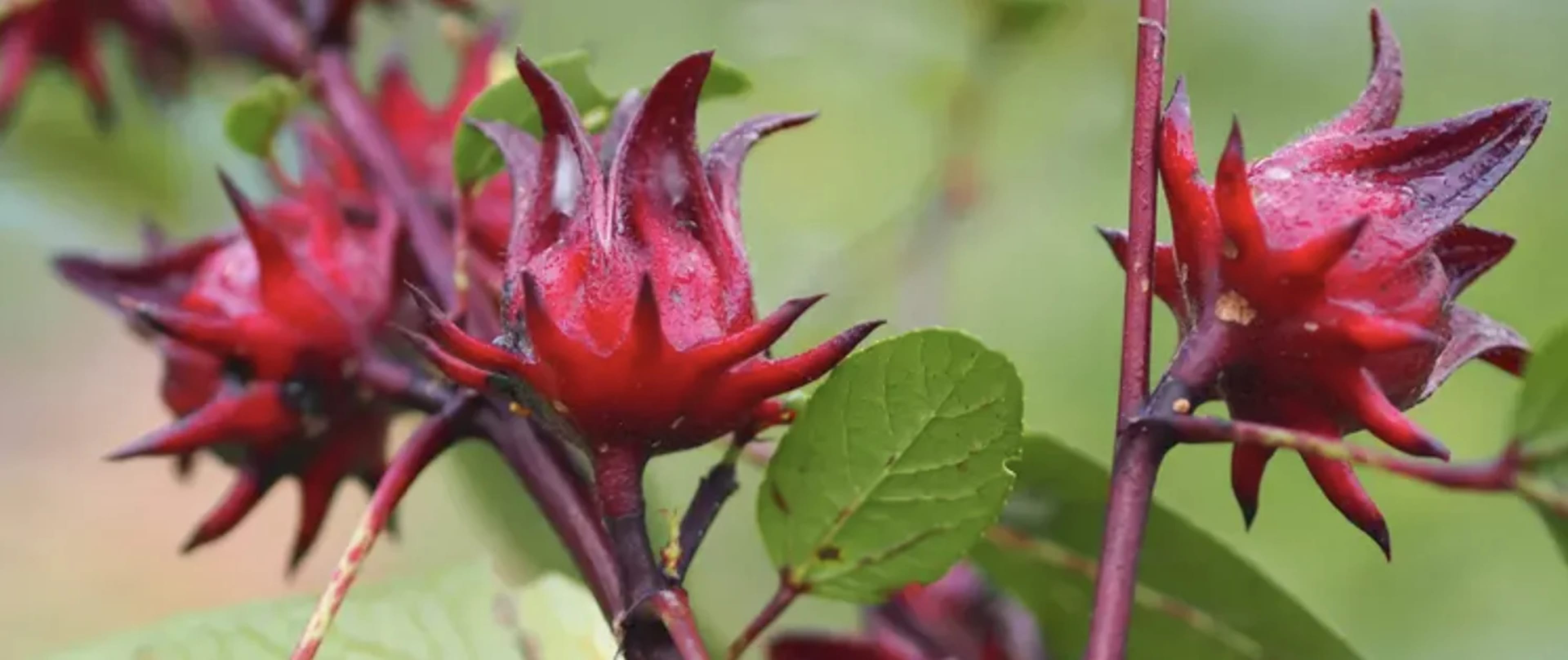 Гібіскус: догляд, вирощування, розмноження, популярні види