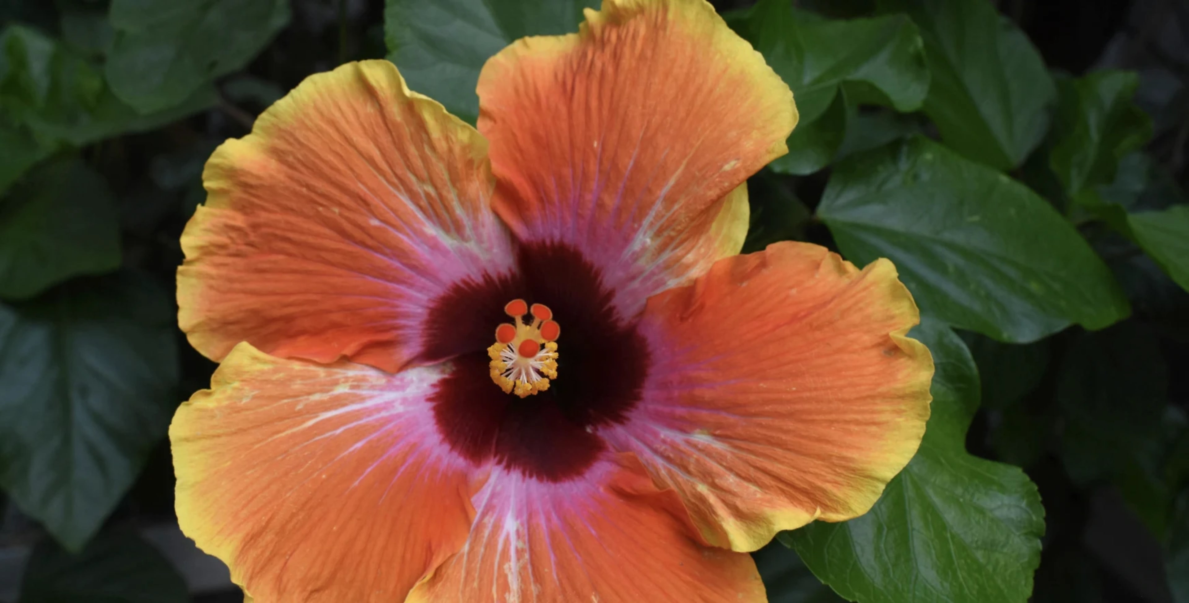 Гібіскус: догляд, вирощування, розмноження, популярні види