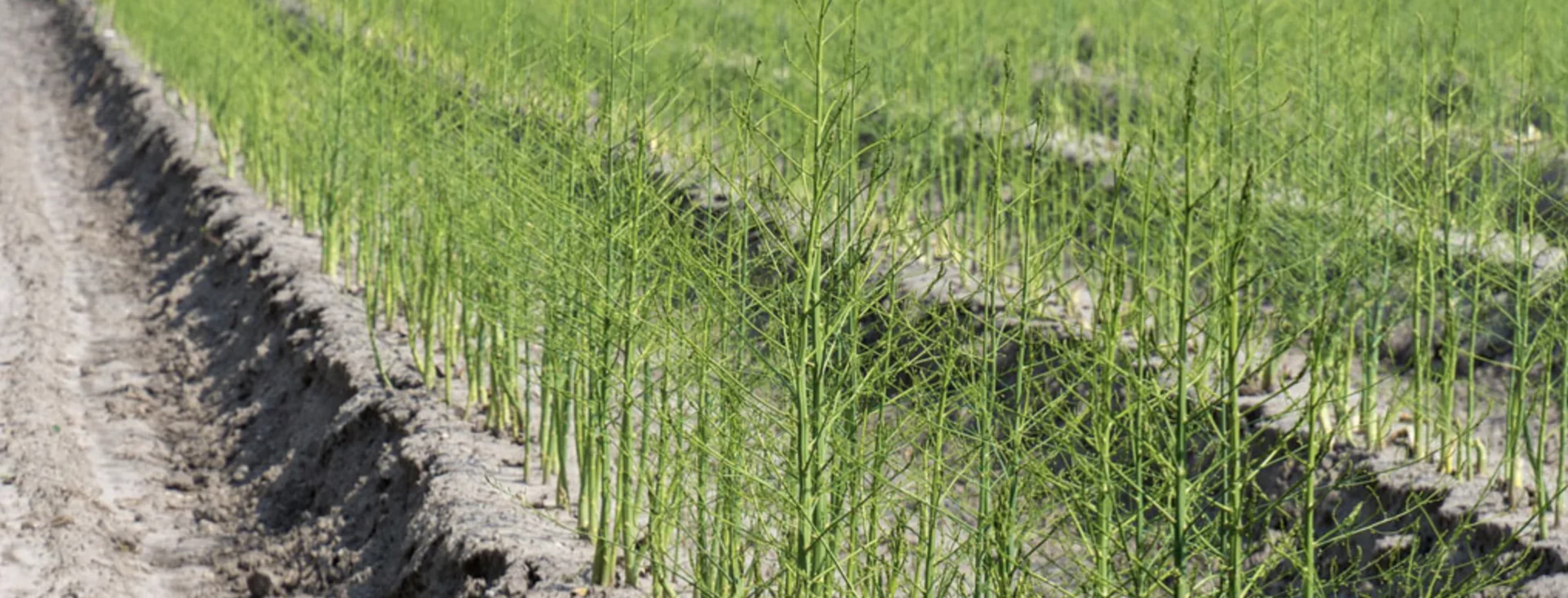 Спаржа: вирощування, догляд і збирання врожаю 3