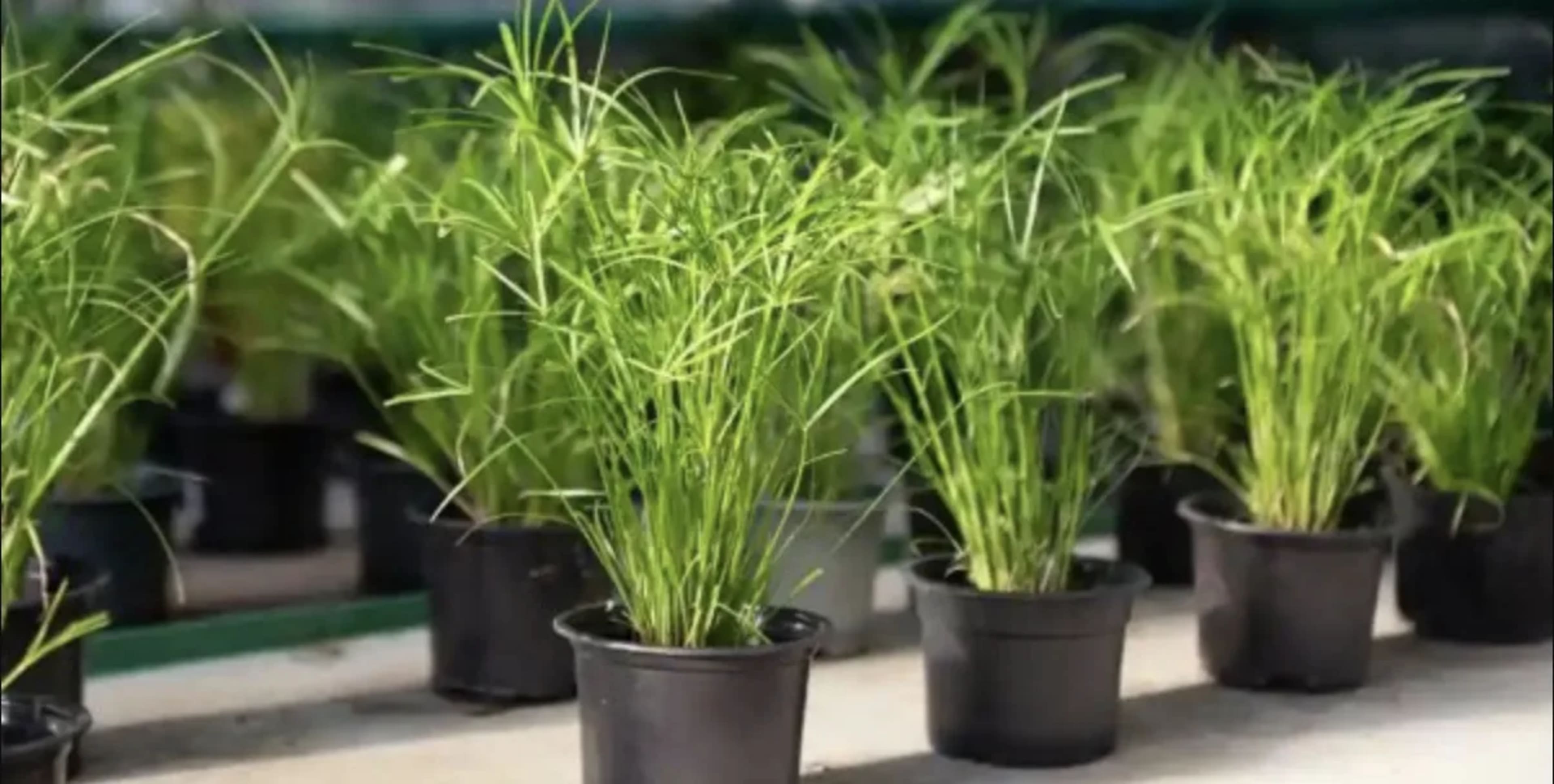 Циперус (сить): догляд, розмноження та популярні види