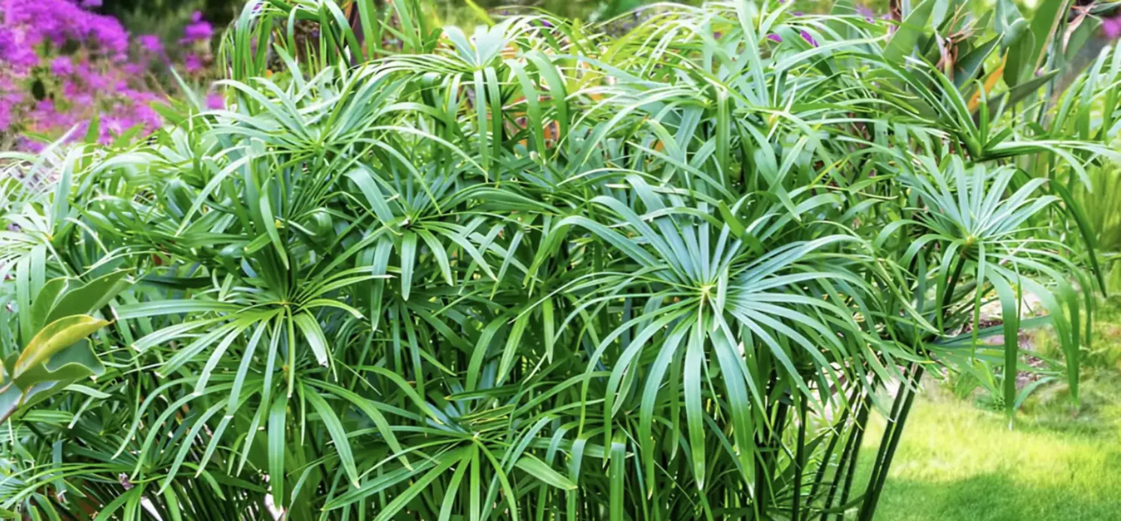 Циперус (сить): догляд, розмноження та популярні види