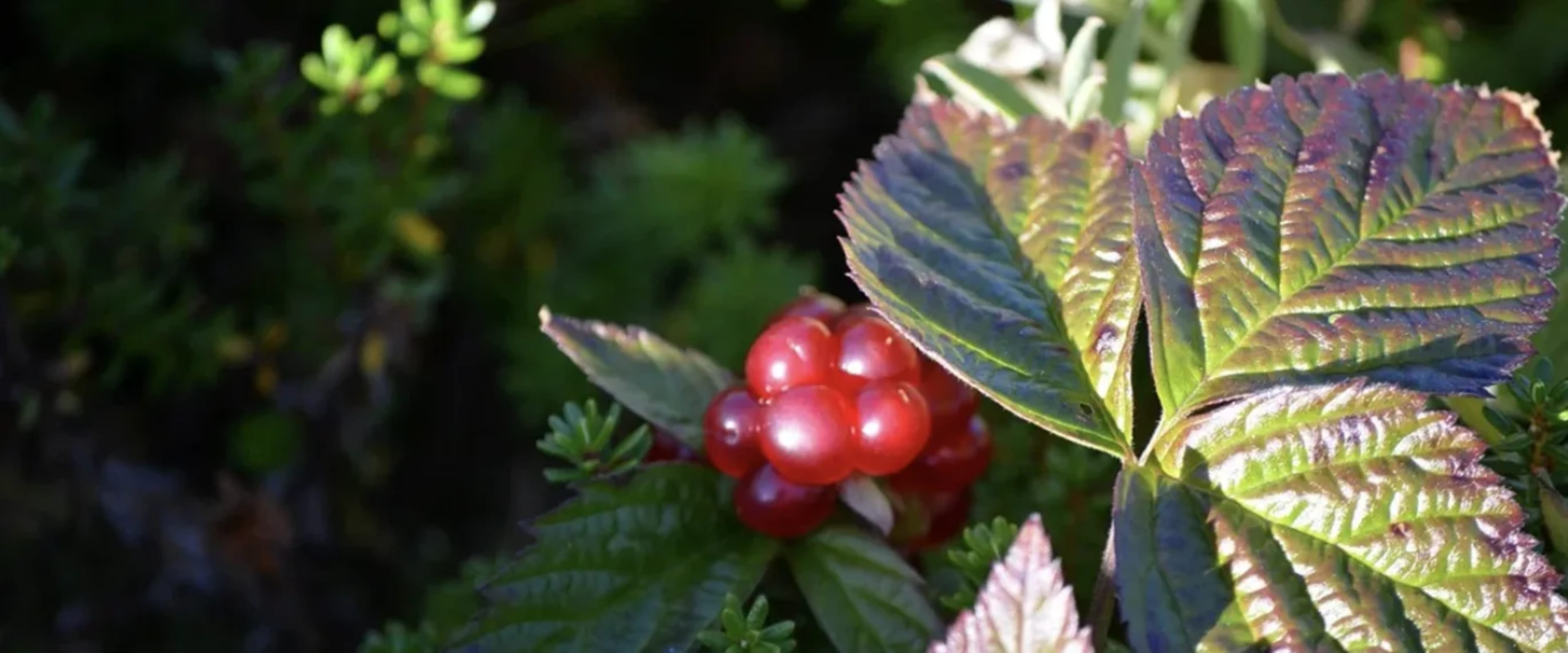 Княженіка: найкраща з північних ягід — вирощування, сорти, застосування