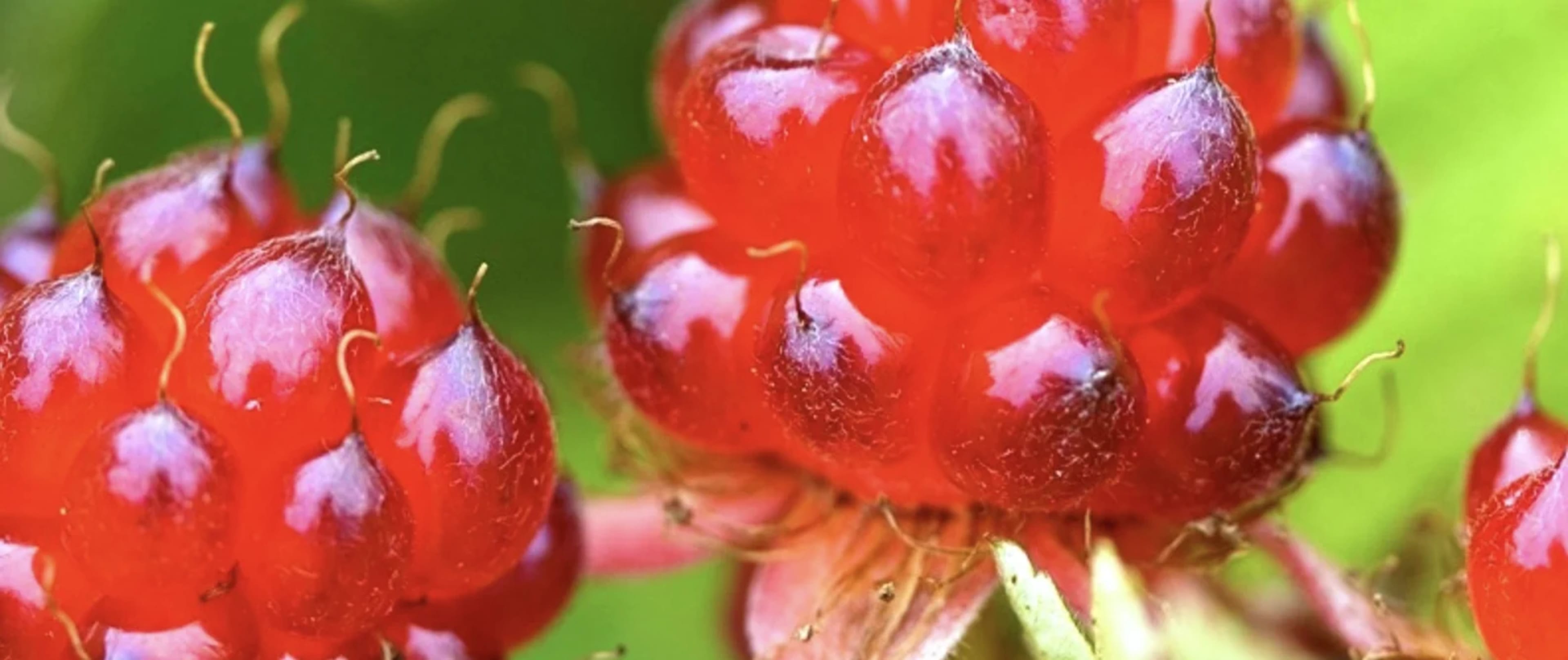 Княженіка: найкраща з північних ягід — вирощування, сорти, застосування