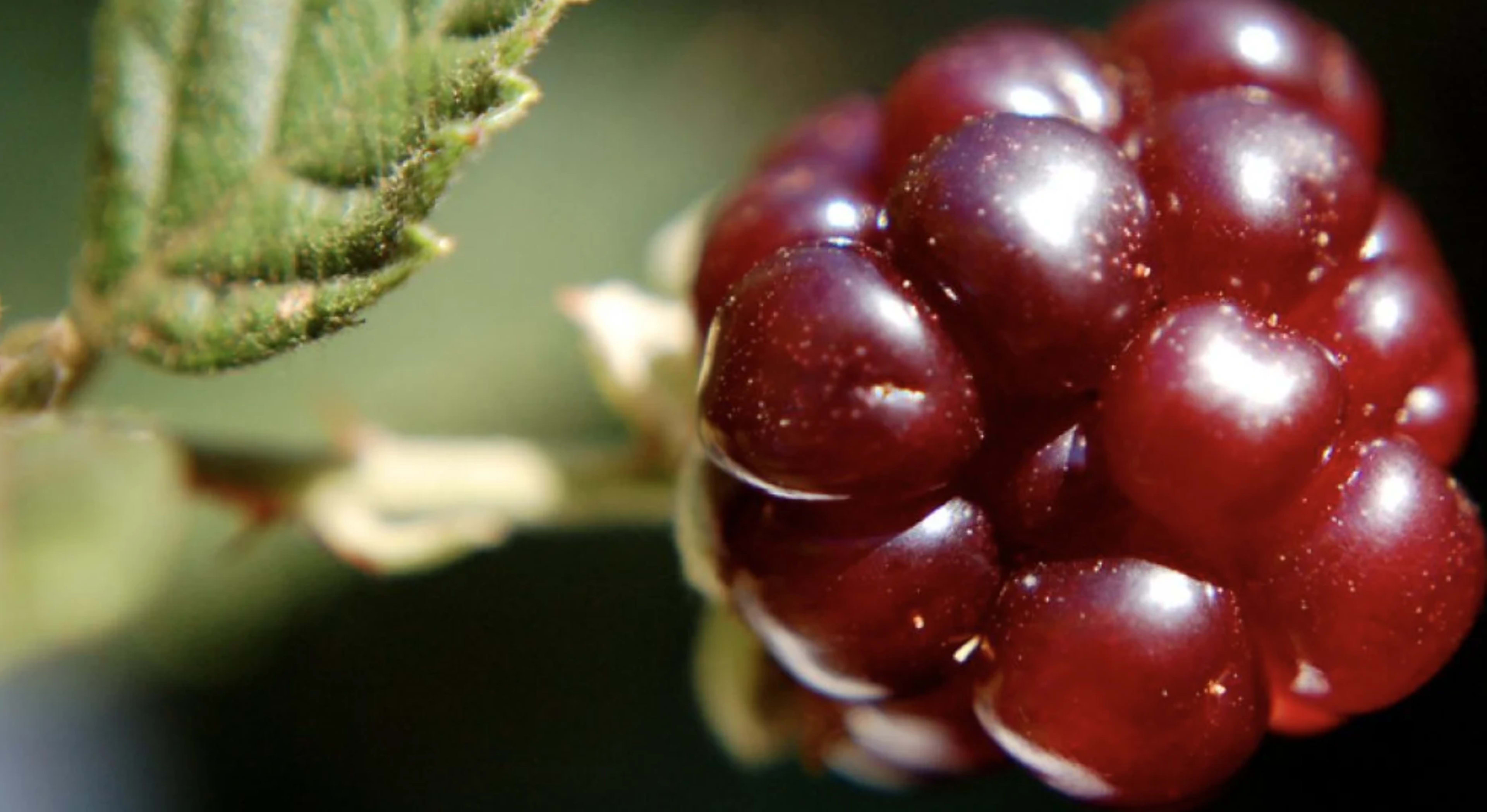 Княженіка: найкраща з північних ягід — вирощування, сорти, застосування