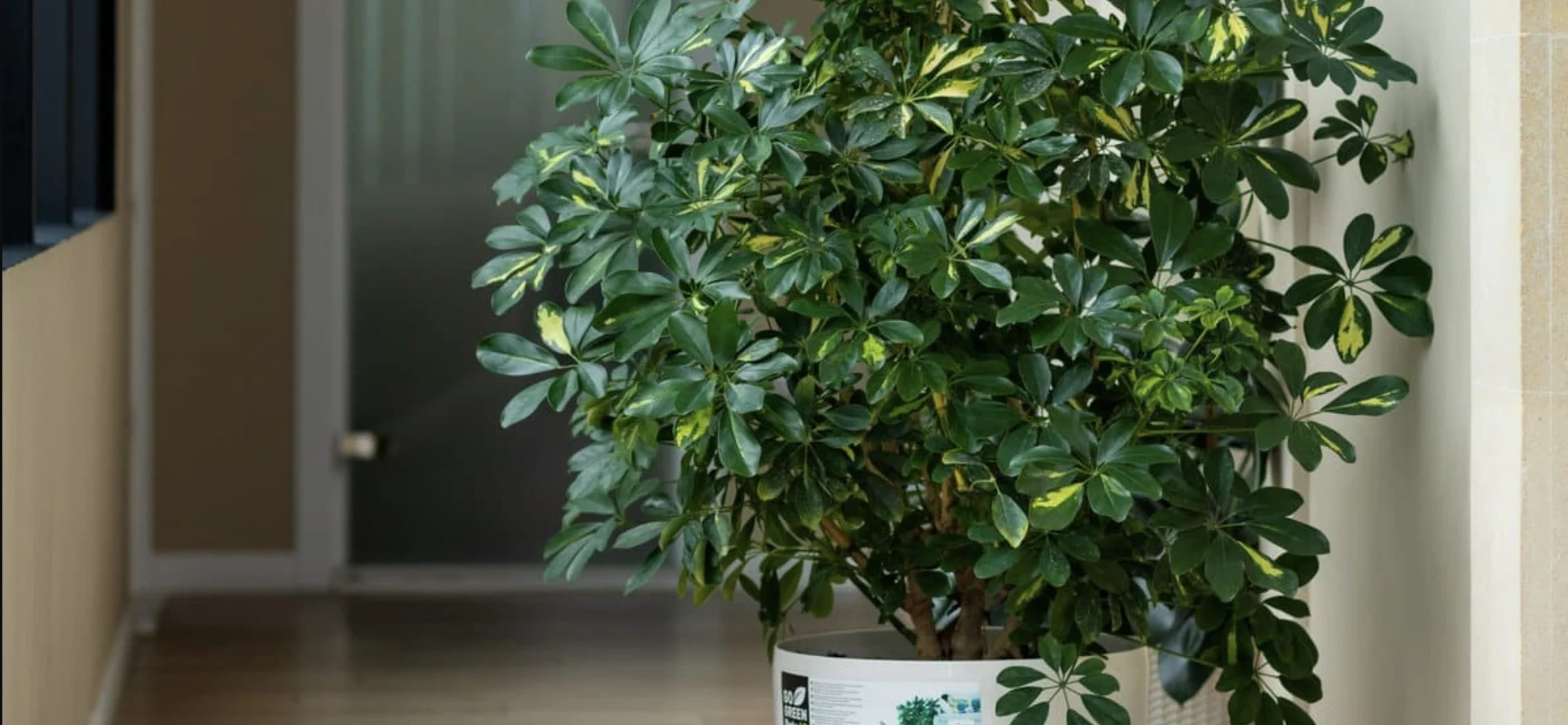 Шефлера: догляд, вирощування та розмноження вдома