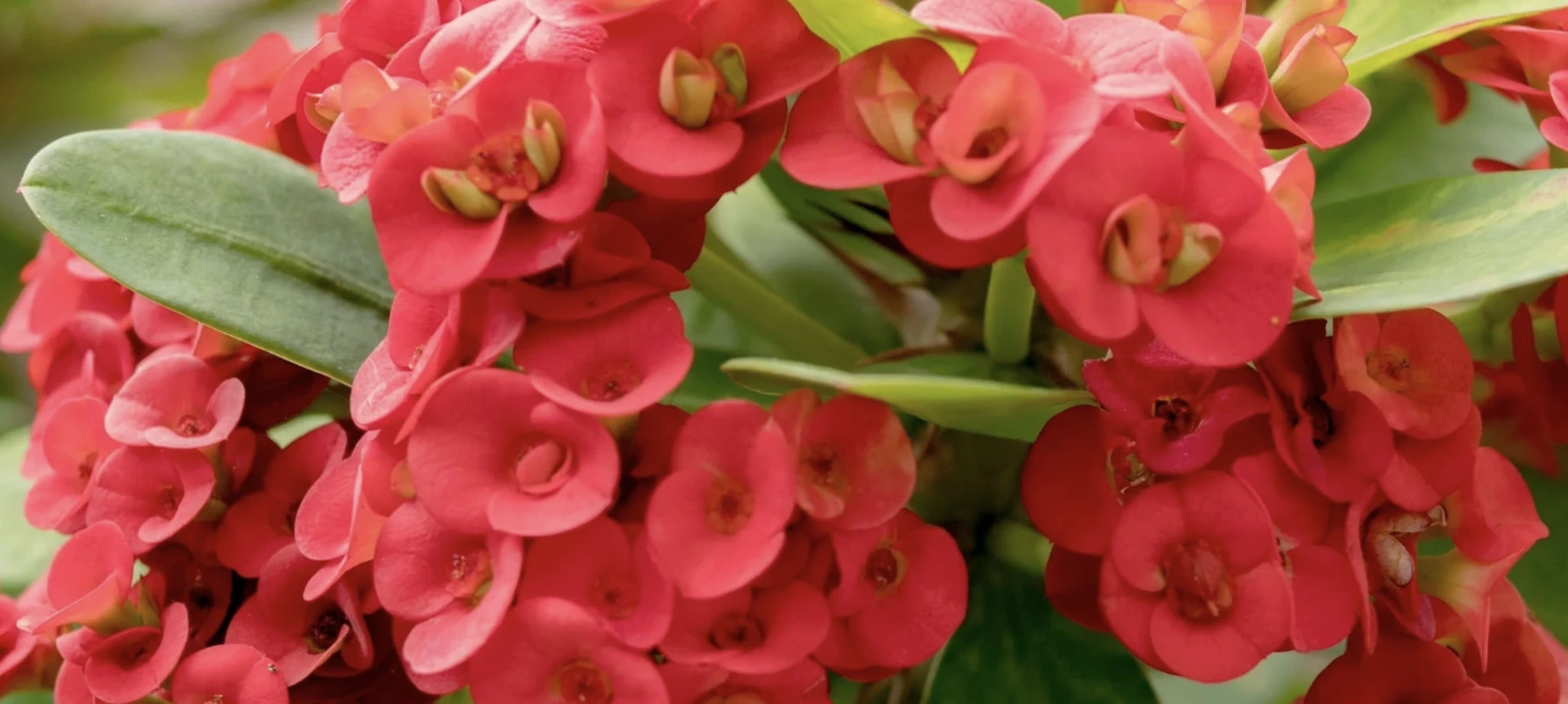 Молочай Мілі (терновий вінець): догляд, розмноження, захист від шкідників