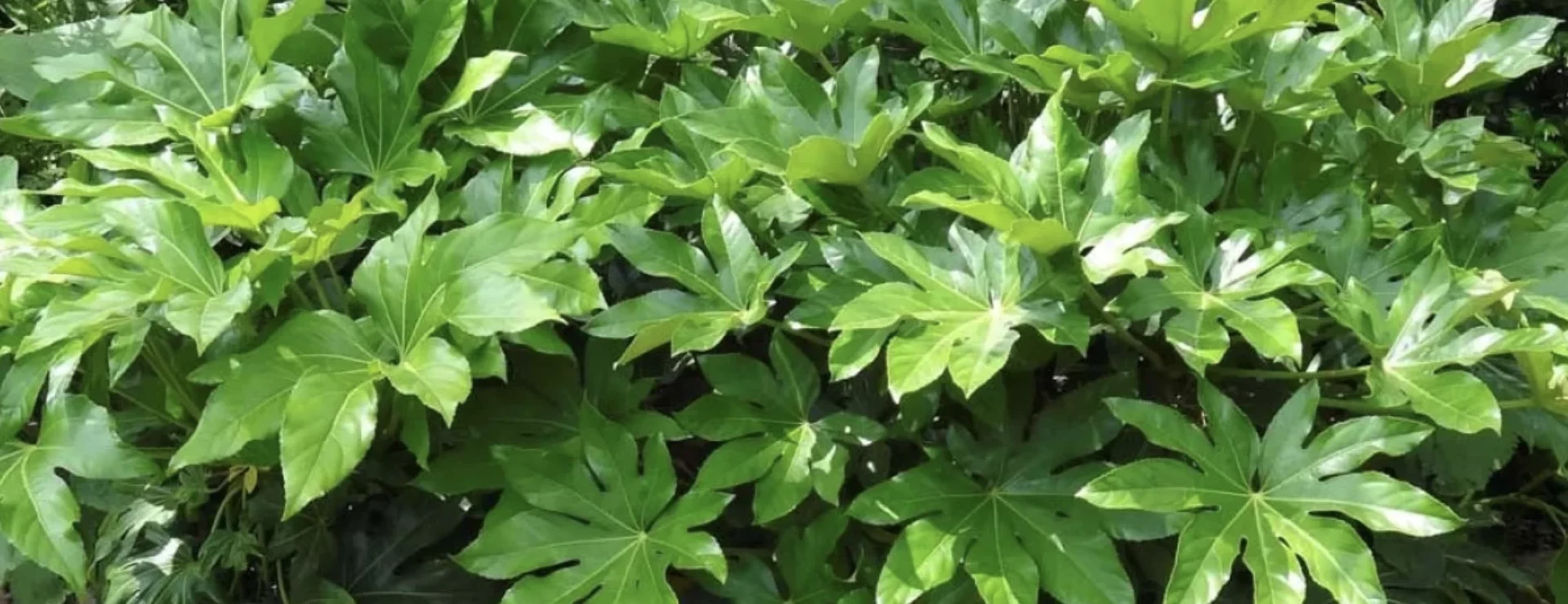 Фатсія: догляд, розмноження та популярні форми