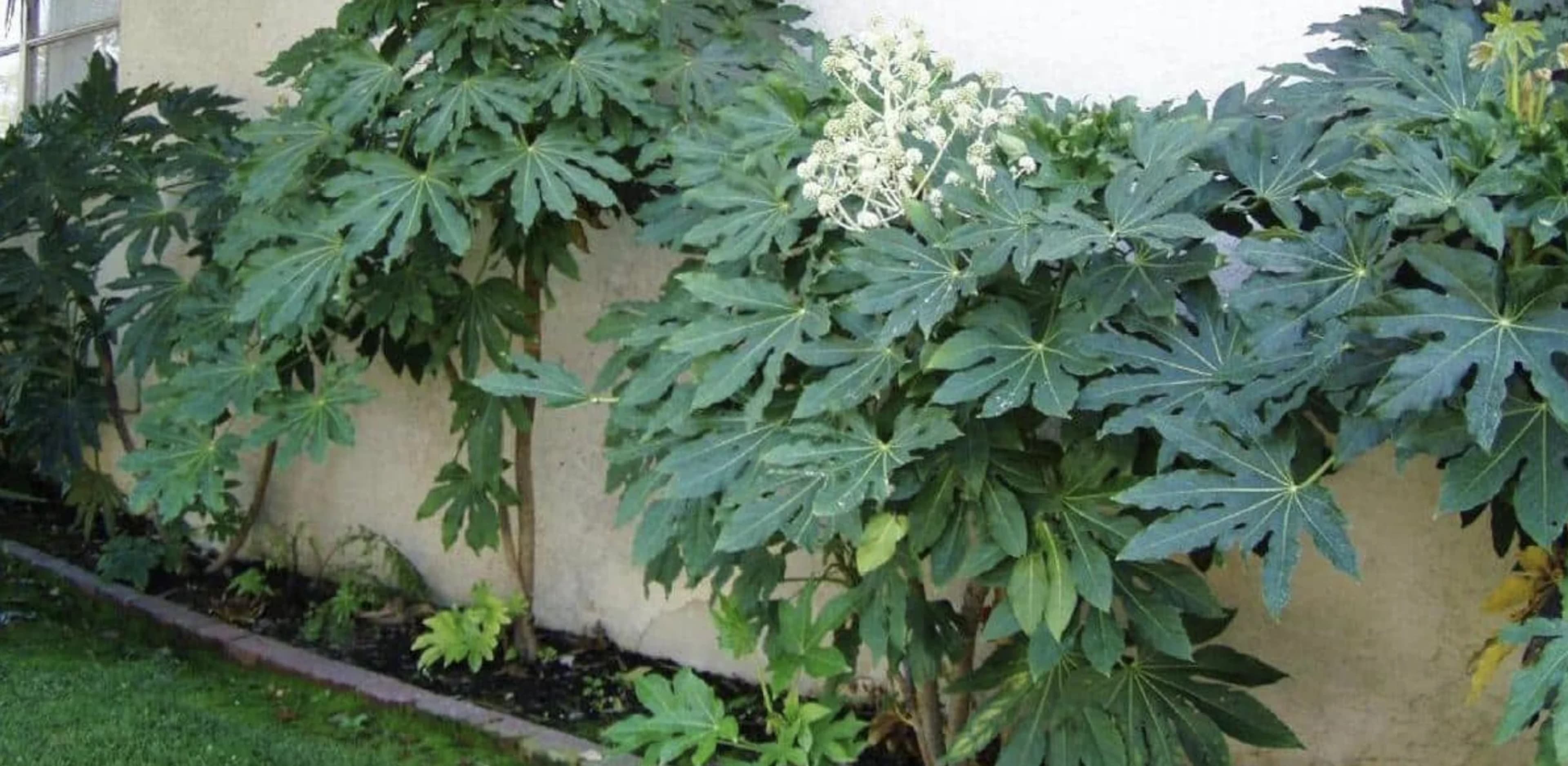 Фатсія: догляд, розмноження та популярні форми 3