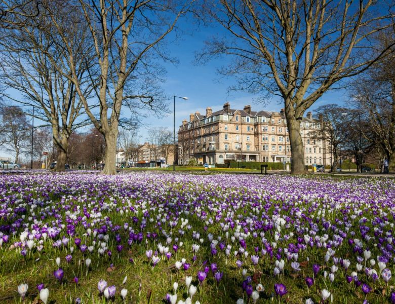 Harrogate with purple and white crocuses in the foreground.