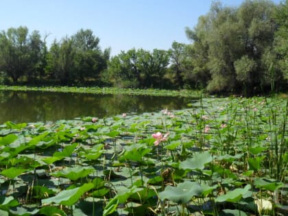 Волгоградцам рассказали, как выбрать водоем для купания