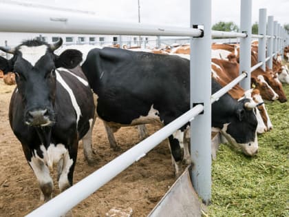 Увеличение производства молока в Волгоградской области за 2024 год