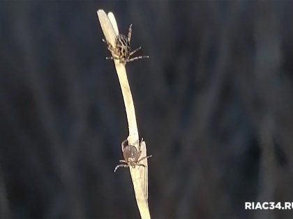 В регионе зафиксирован первый в 2024 году случай укуса клеща