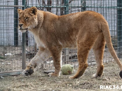 Специалисты из Москвы прооперируют волгоградскую львицу