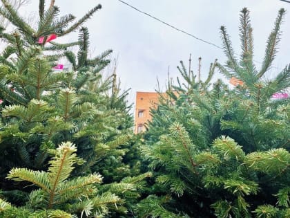 В Волжском проходят рейды по несанкционированной торговле