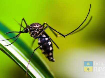 Комары в Волгоградской области разносят лихорадку Западного Нила