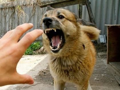 Очаг бешенства выявили в Катричеве