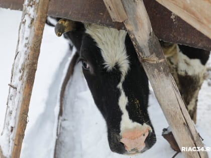 У жителей четырех районов области был выявлен бруцеллез
