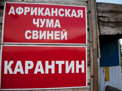 В Суровикино обнаружена вспышка африканской чумы свиней