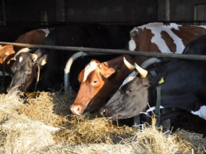 В Волгограде производство кормов запустят за 1,5 млрд рублей