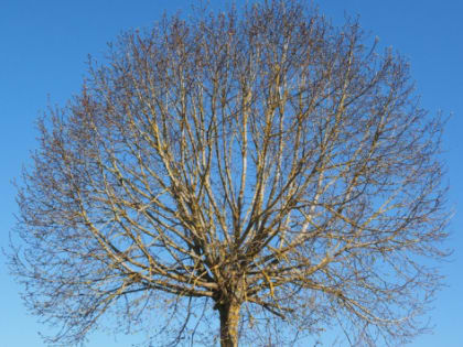 В Волгограде вязы вырубят ради крымских сосен за 11,6 млн рублей