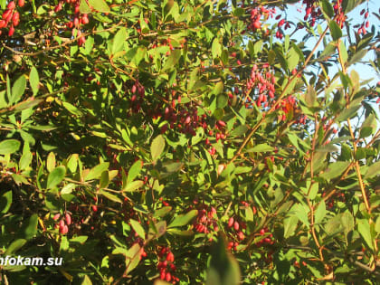 В Волгоградской области учёные-медики хотят получить растительный экстракт долголетия